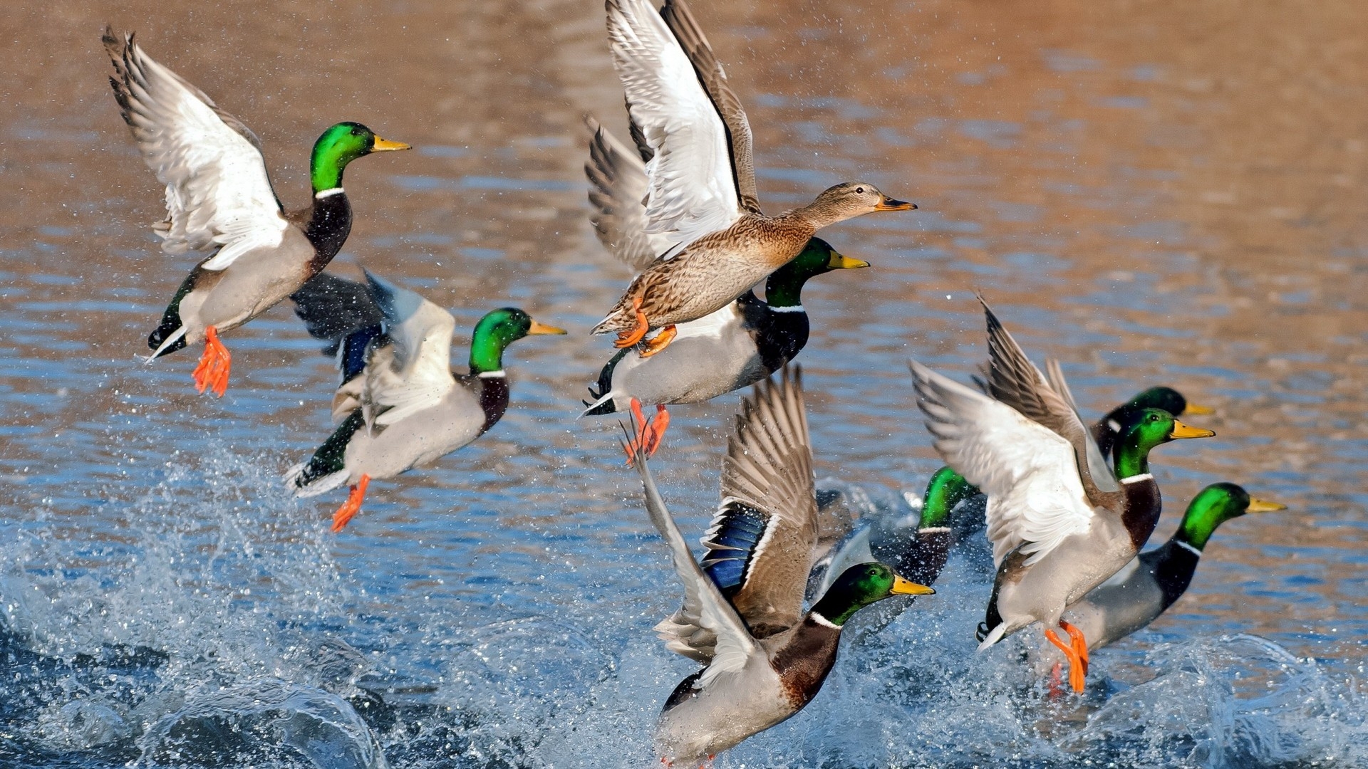 duck, animal, mallard, flying, water