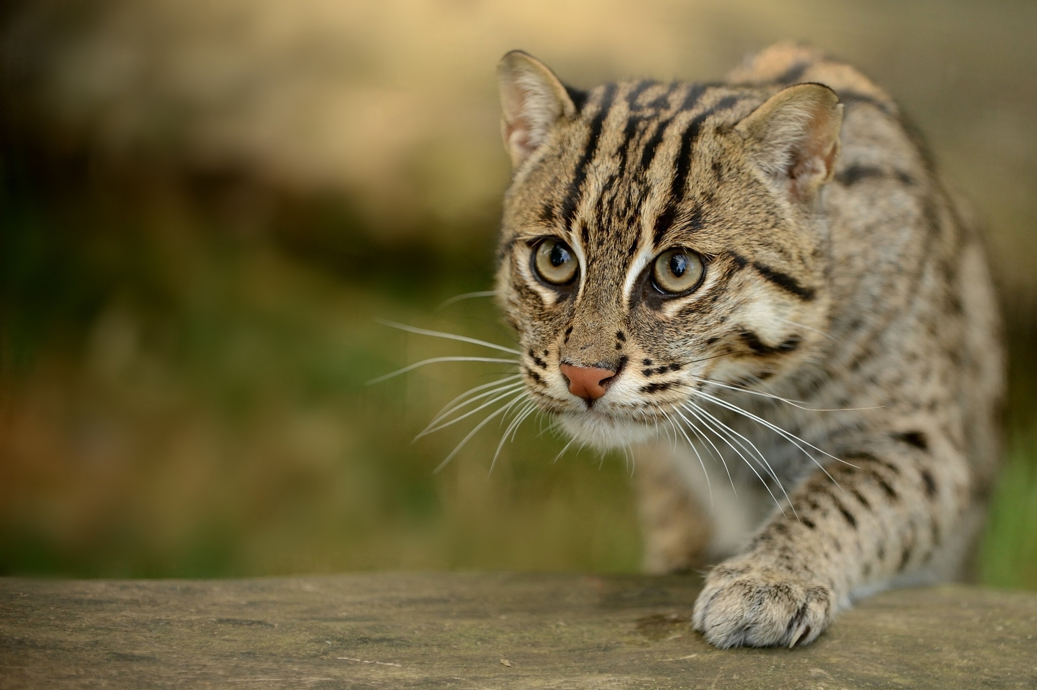 Download mobile wallpaper Muzzle, Wildcat, Fishing Cat, Fish Cat, Paw, Wild Cat, Animals for free.