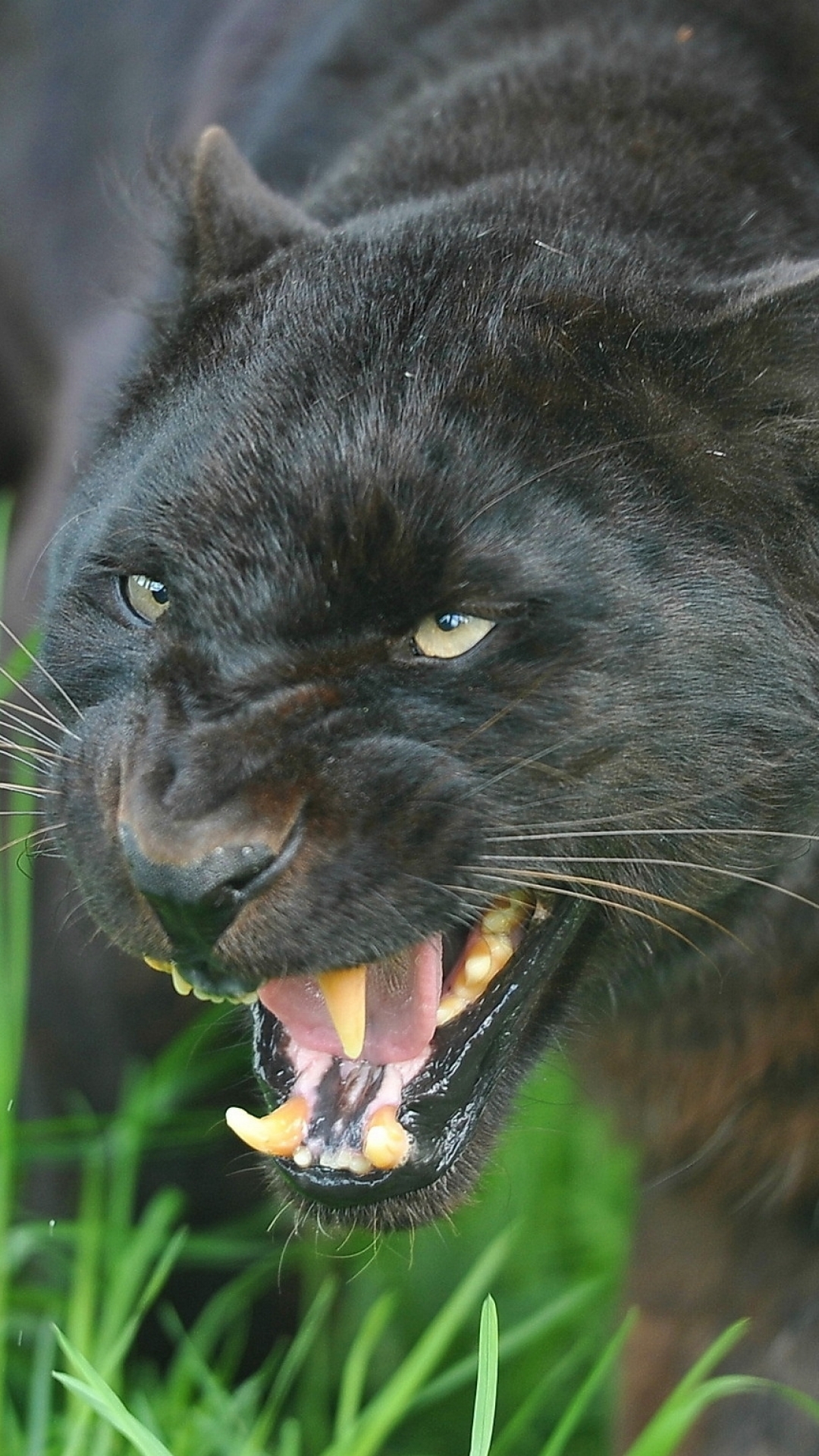 100 Black Panther Animal Wallpapers  Wallpaperscom