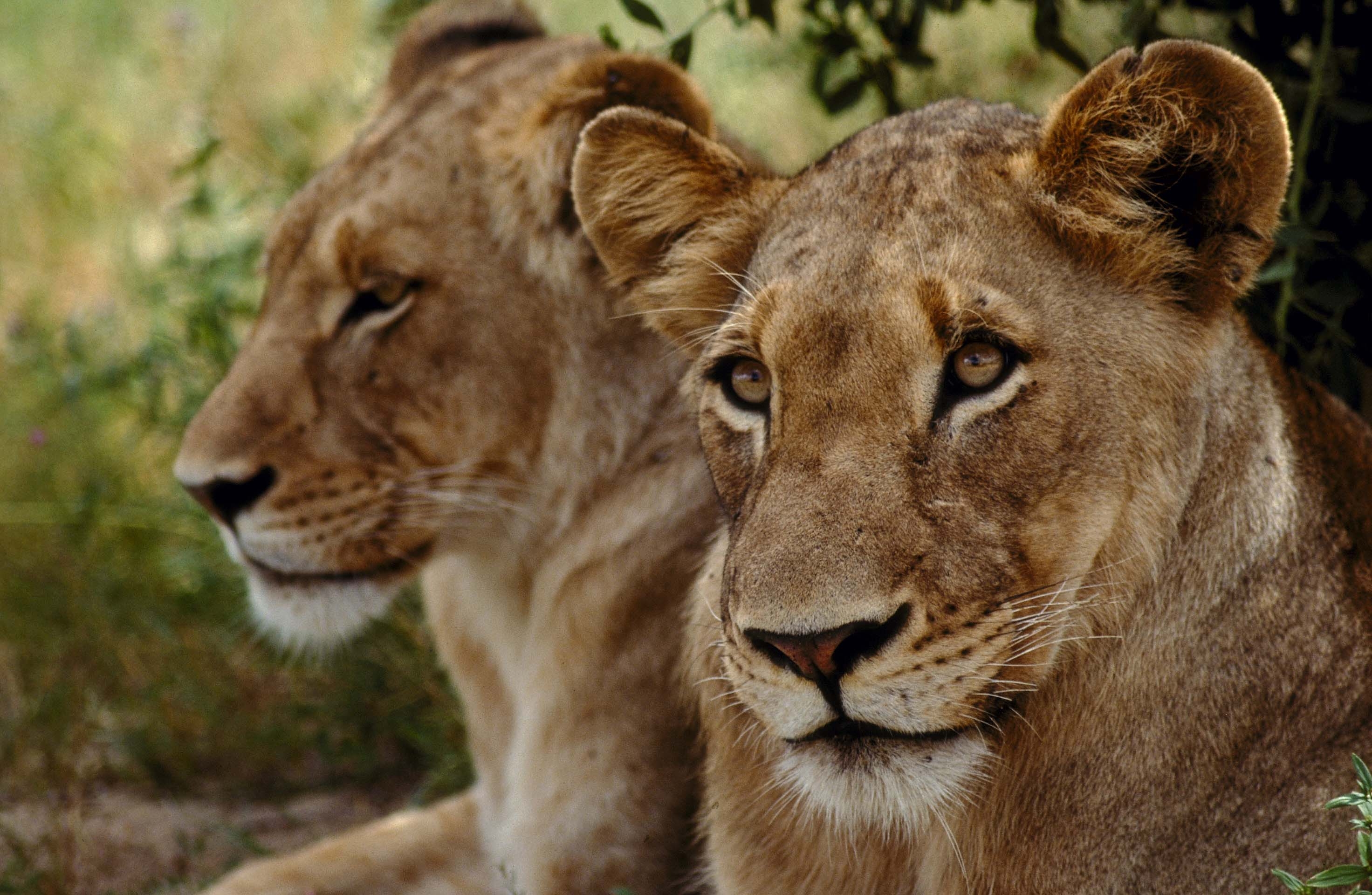 Laden Sie das Paar, Schnauze, Tiere, Raubtier, Predator, Lions-Bild kostenlos auf Ihren PC-Desktop herunter