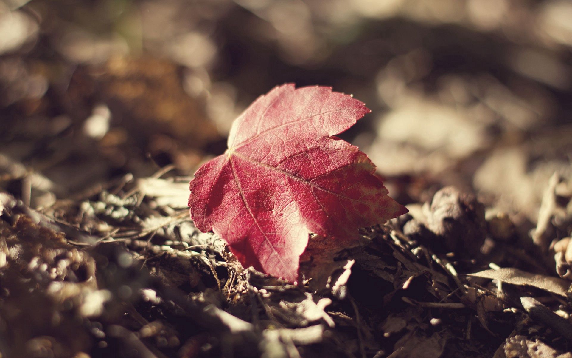 sheet, grass, autumn, macro, leaf, dry, fallen images