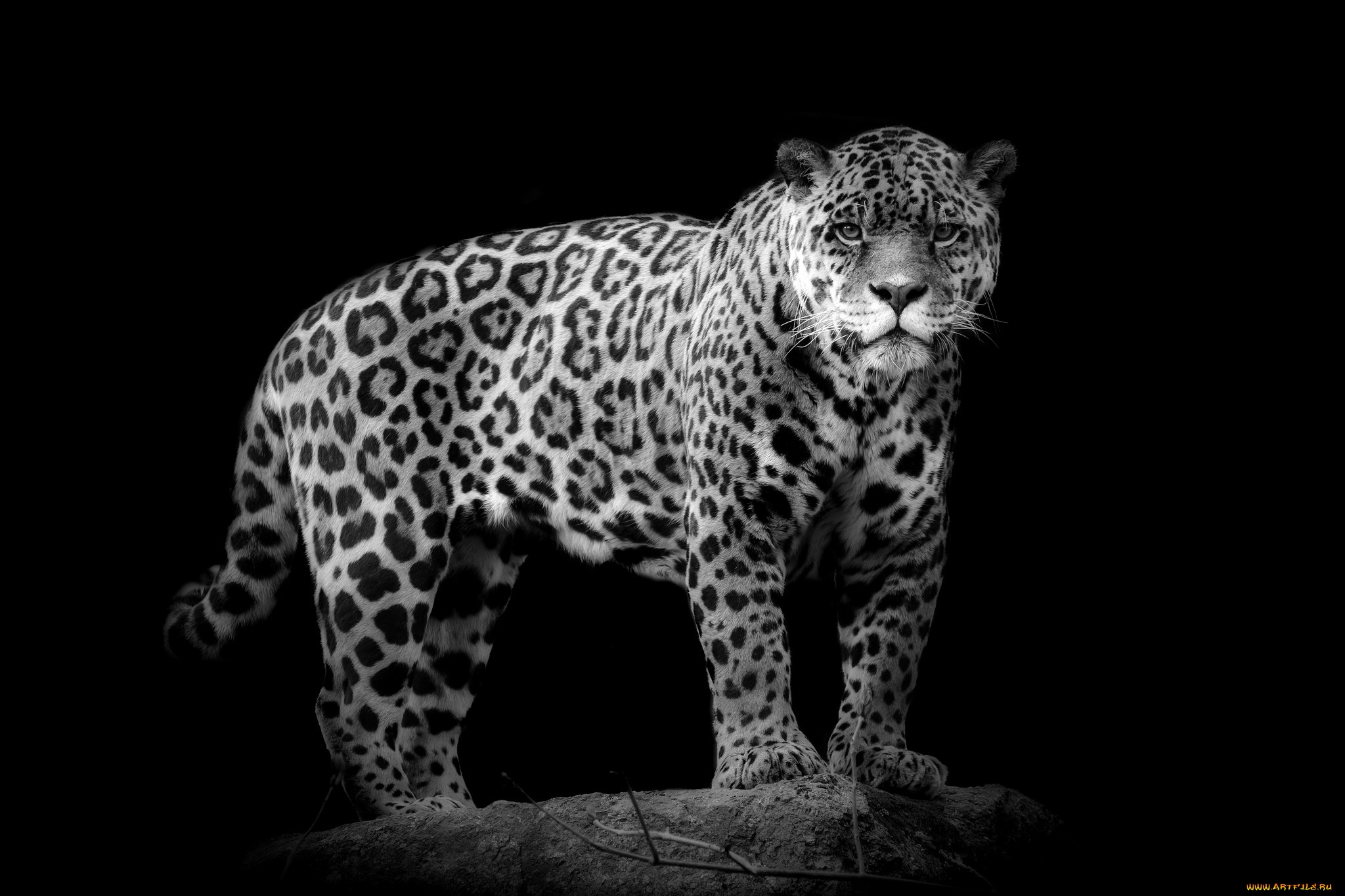 301347 Hintergrundbild herunterladen jaguar, tiere, katzen - Bildschirmschoner und Bilder kostenlos