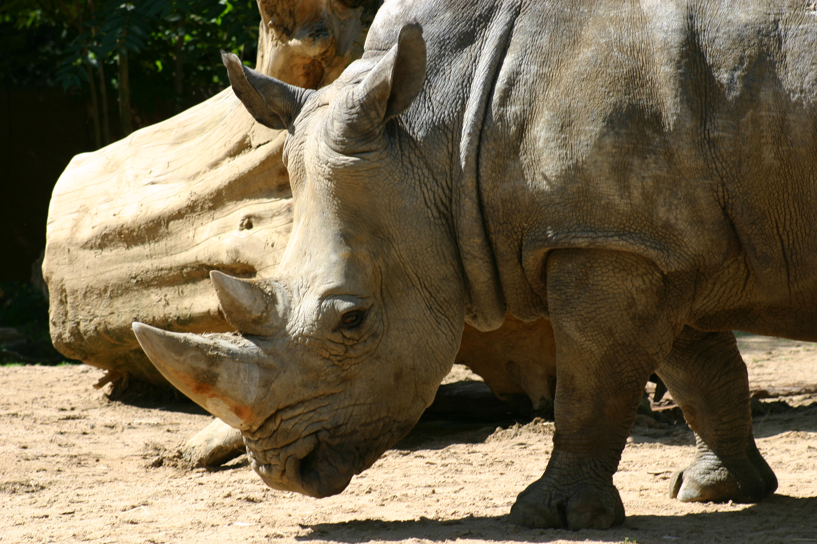 Уши носорога
