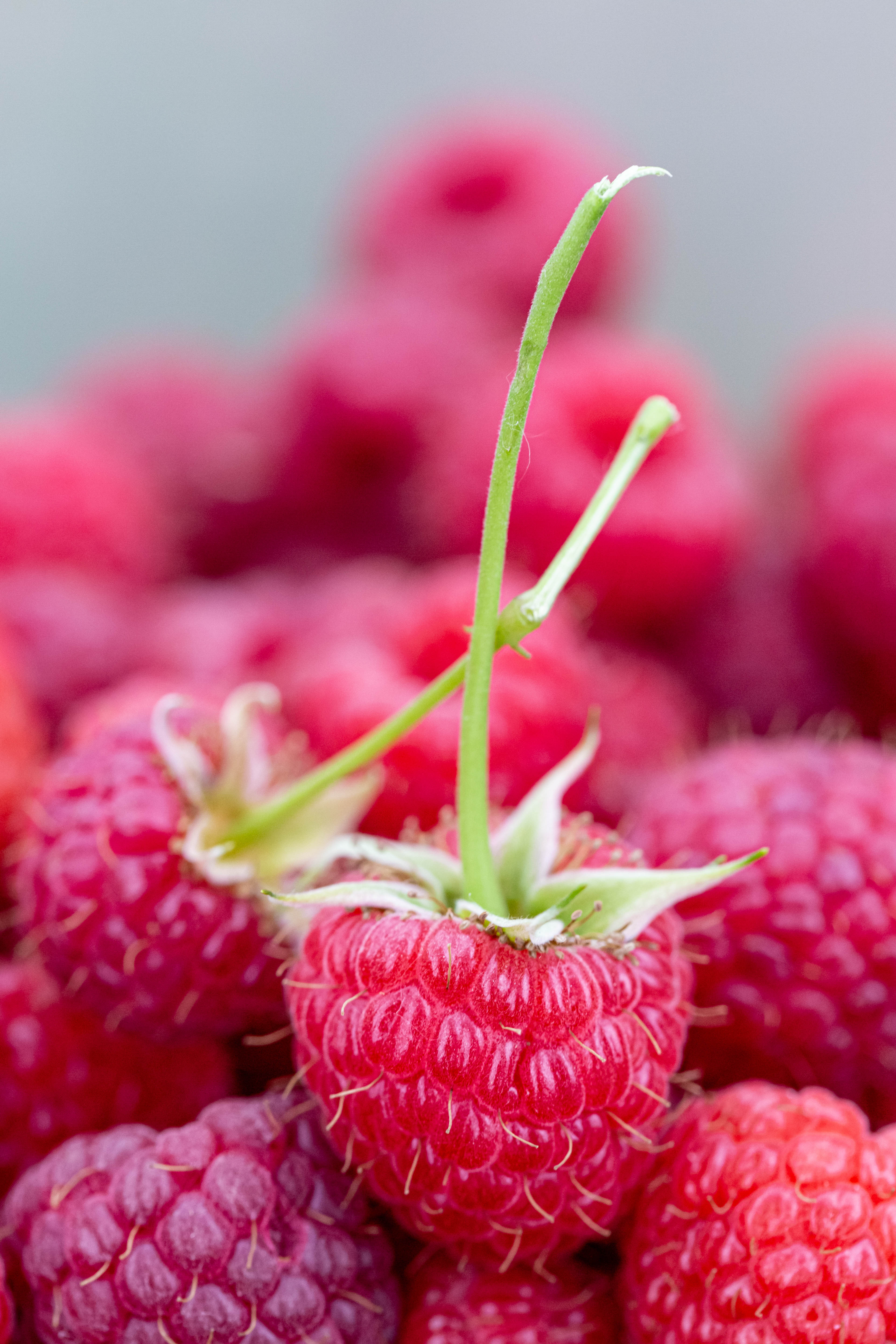 food, raspberry, berries, close up, ripe, juicy