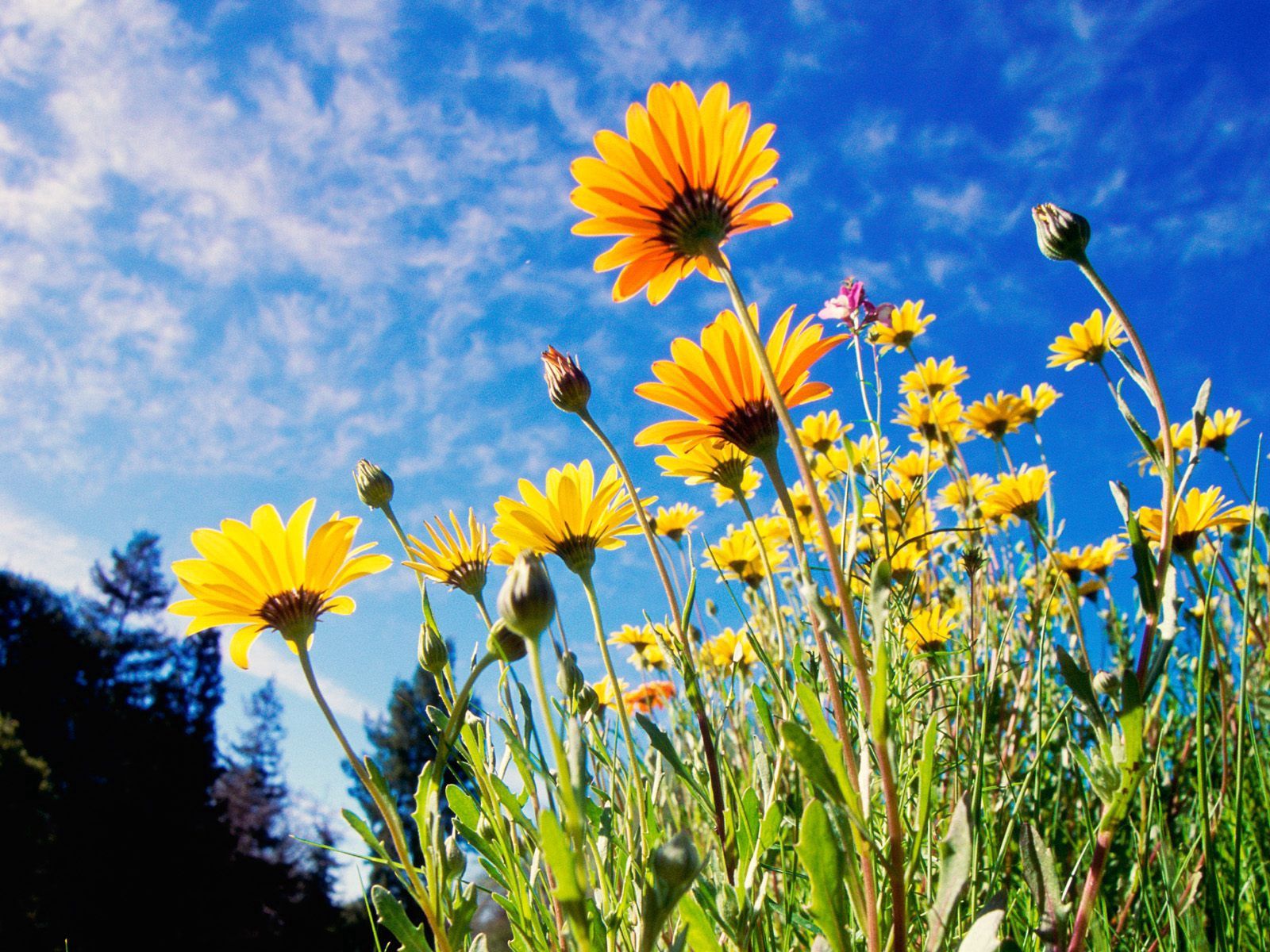 grass, yellow, glade, flowers, sky, polyana, sunny download HD wallpaper