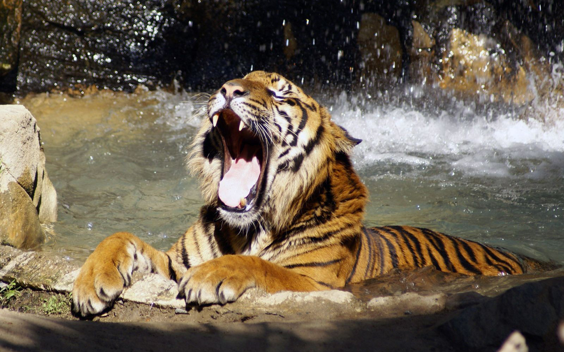 325273 скачать картинку тигр, животные, кошки - обои и заставки бесплатно