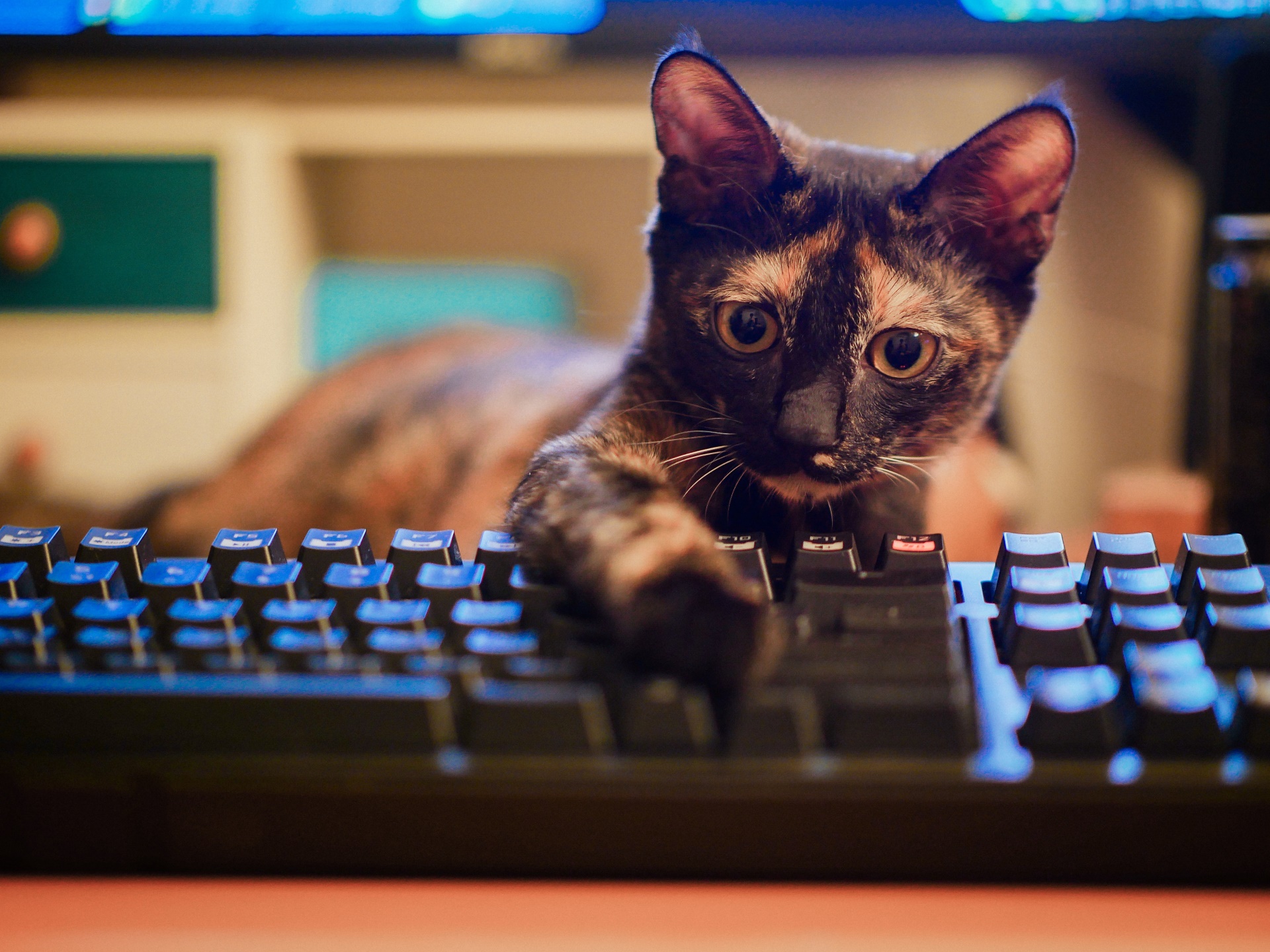 Коты на клавиатуре