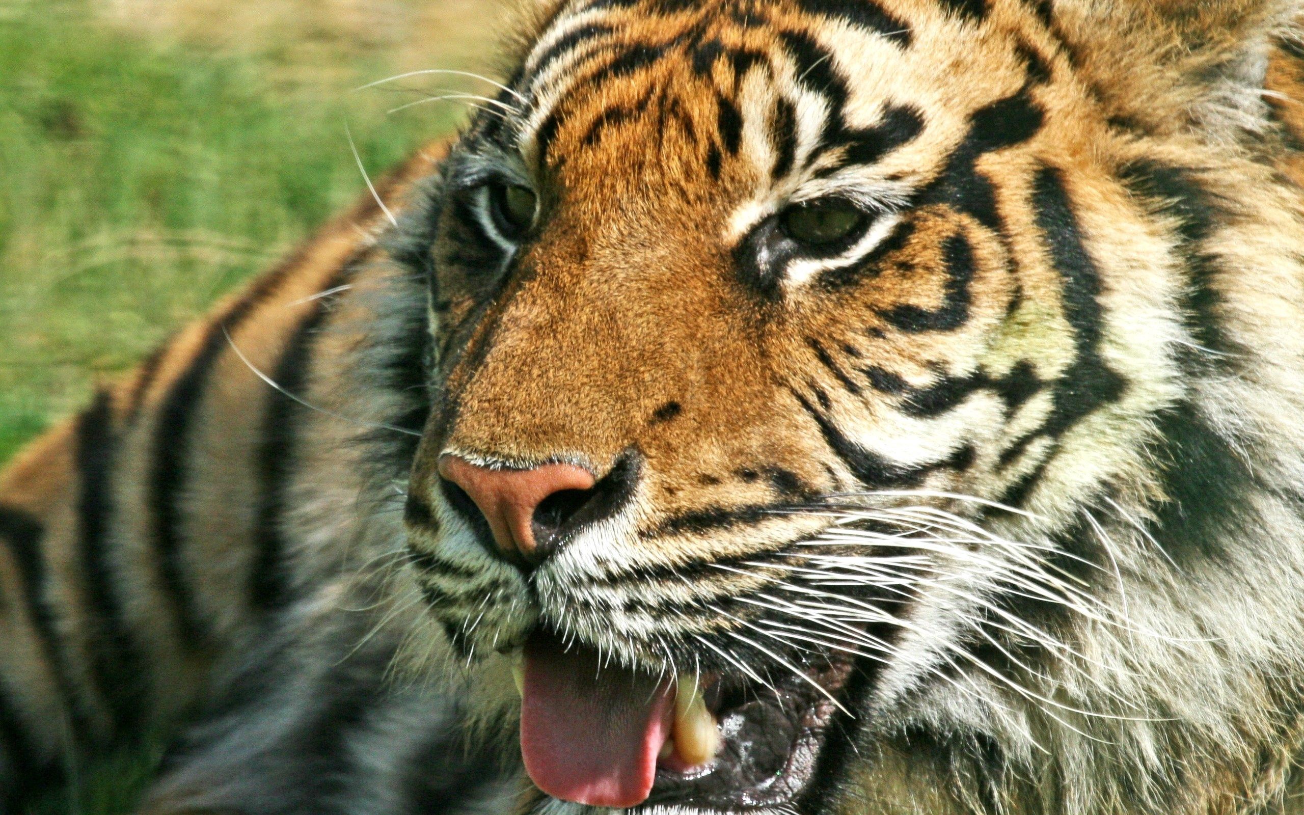 tiger, animals, grin, predator, to fall, mouth