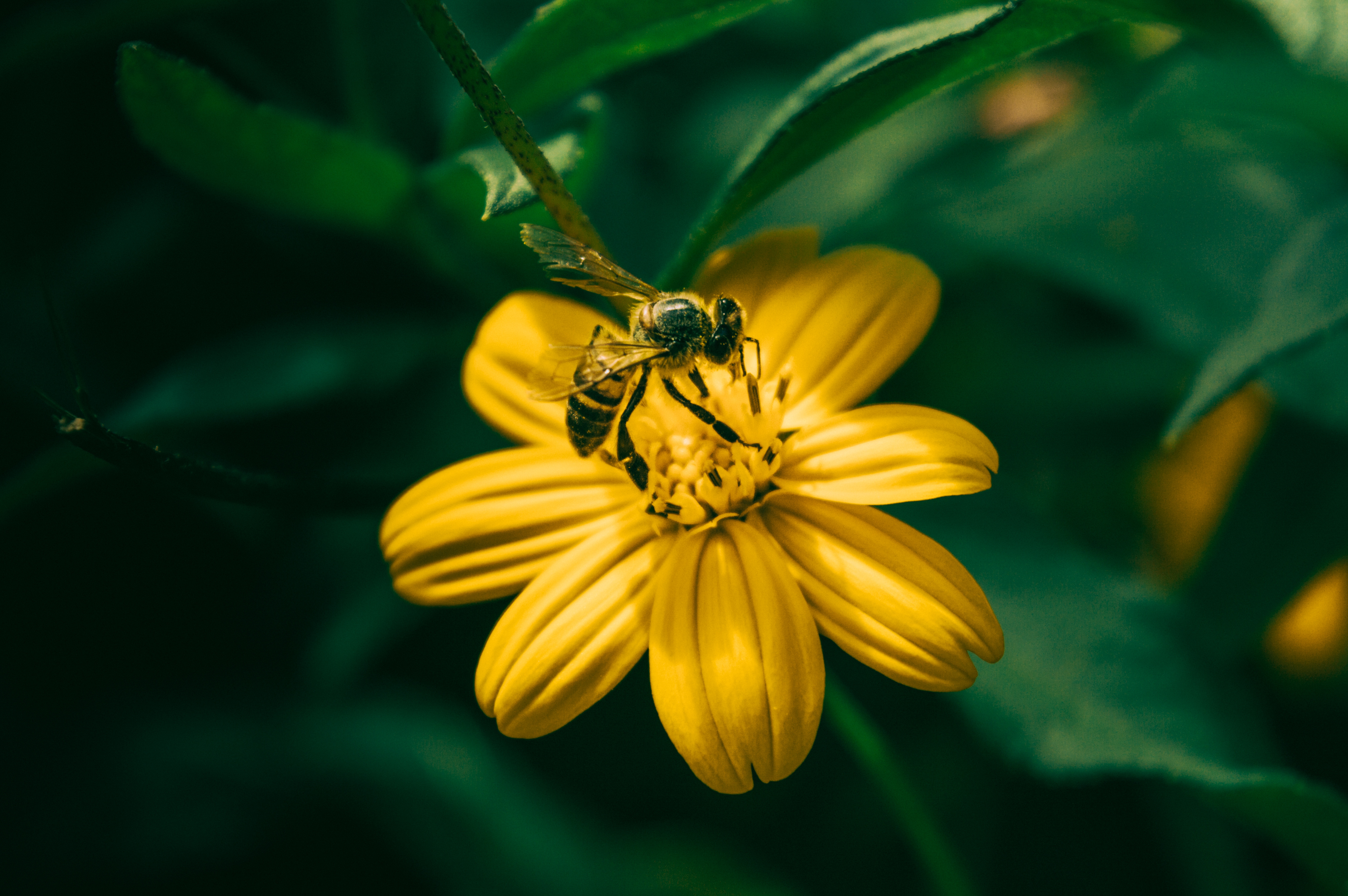 vertical wallpaper pollination, flowers, yellow, flower, blur, smooth, bee