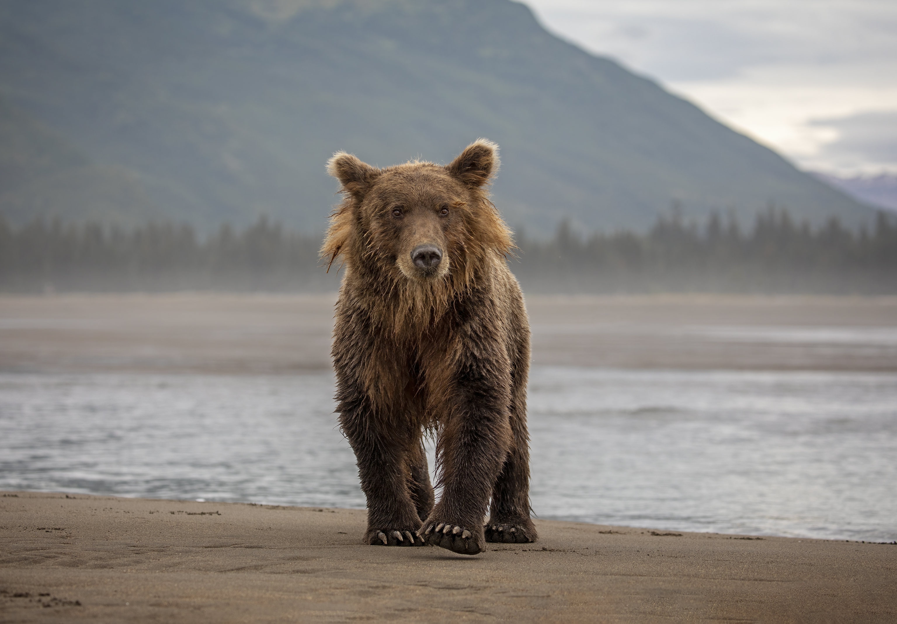 Русский медведь фото