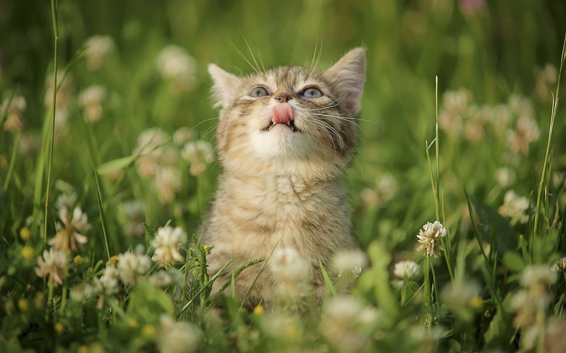1920 x 1080 picture kitty, animals, grass, kitten, language, tongue, lick your lips, licking, curiosity