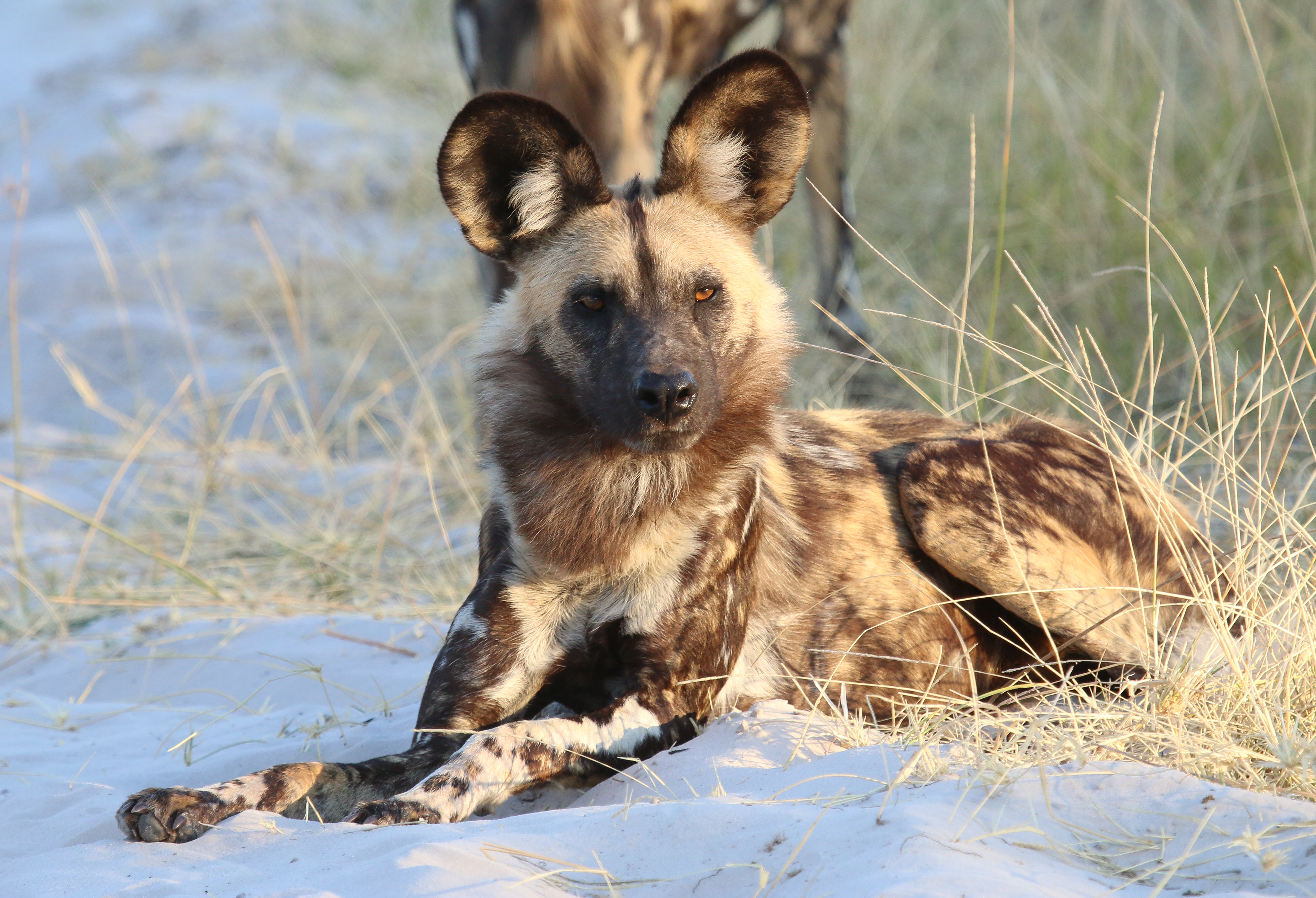 Download mobile wallpaper Hyena, Animals, Animal, Predator for free.