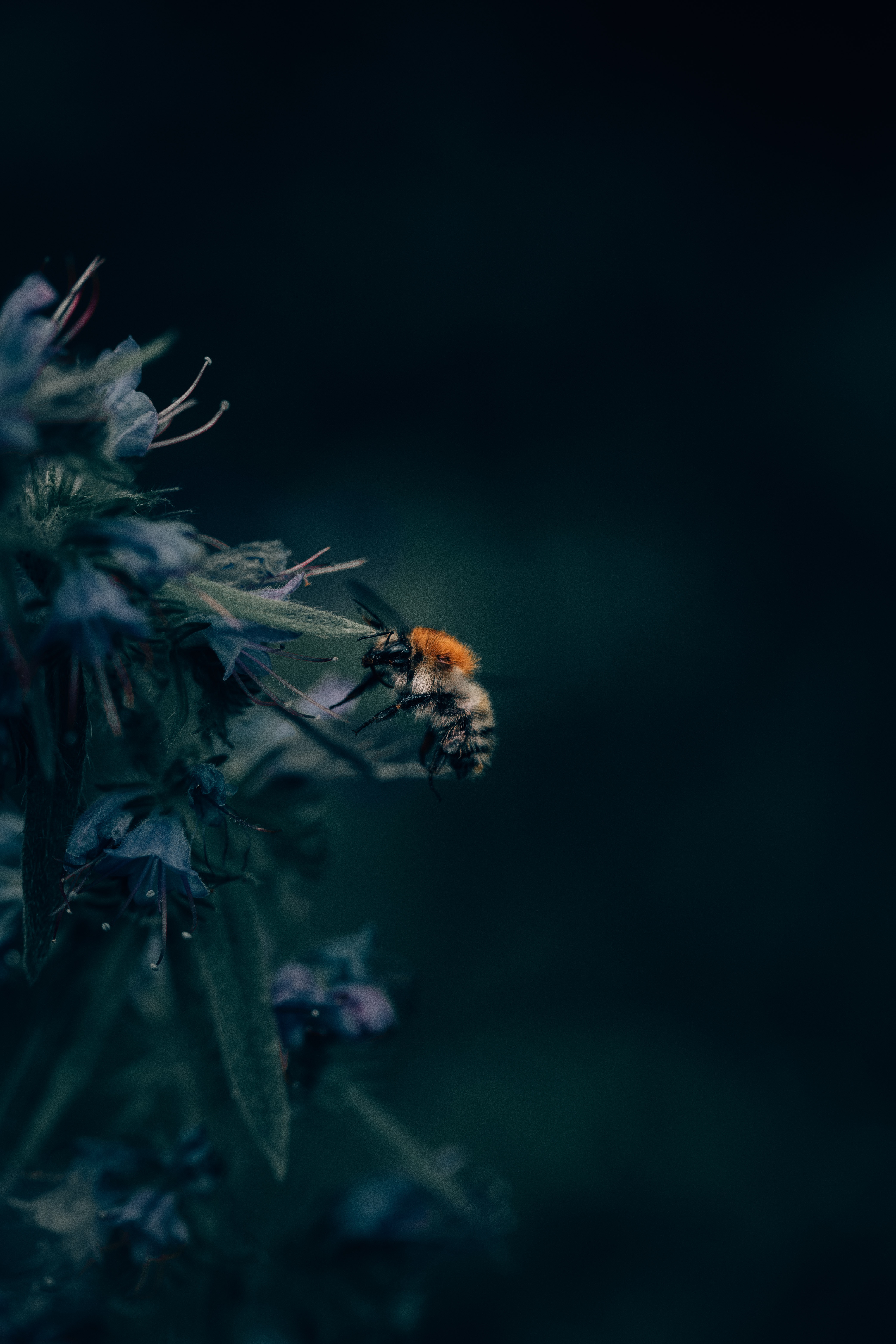 97895 baixar papel de parede flor, macro, fechar se, close up, inseto, abelha, abelhão - protetores de tela e imagens gratuitamente