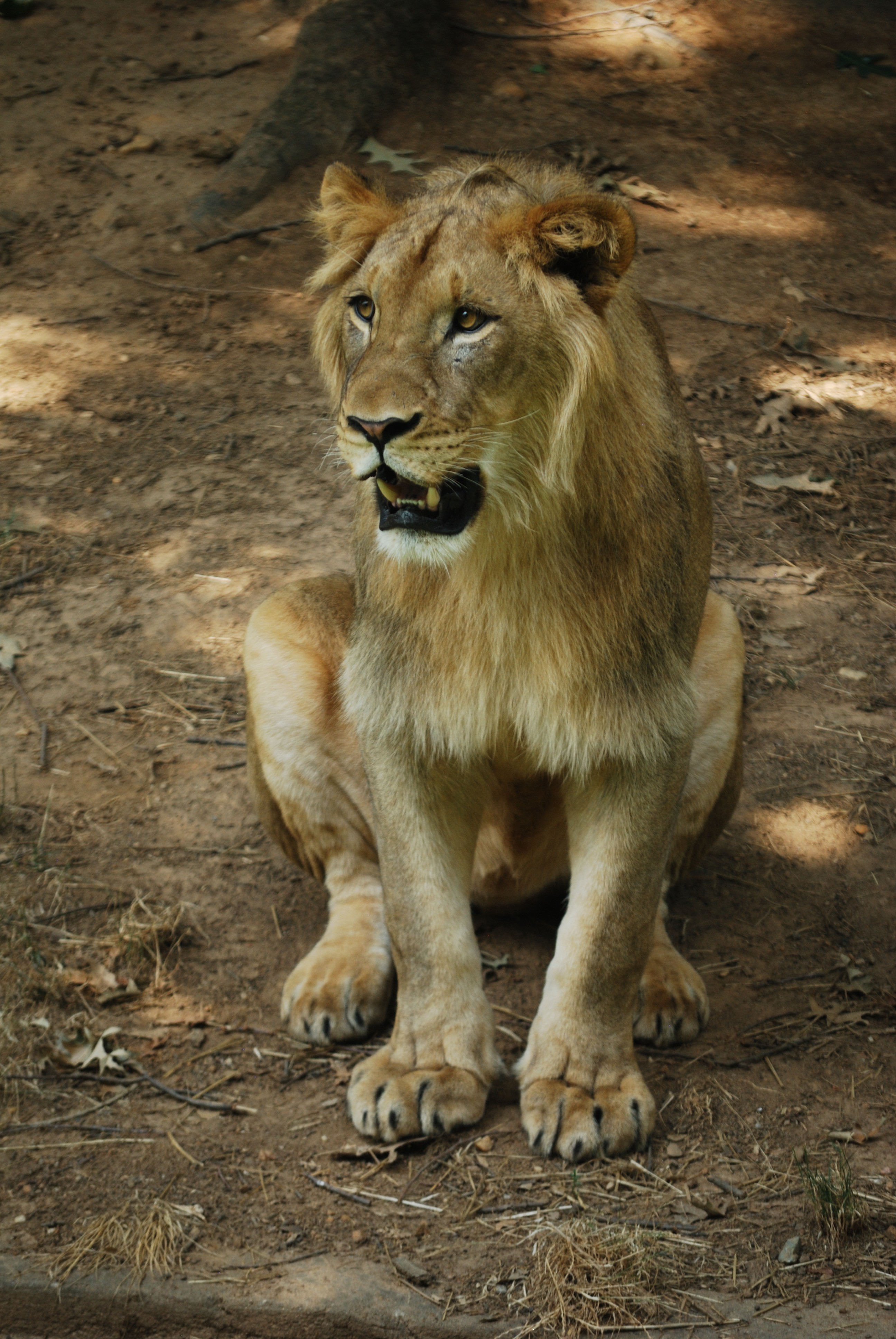 50598 baixar papel de parede animais, leão, um leão, predator, predador, presas, juba - protetores de tela e imagens gratuitamente