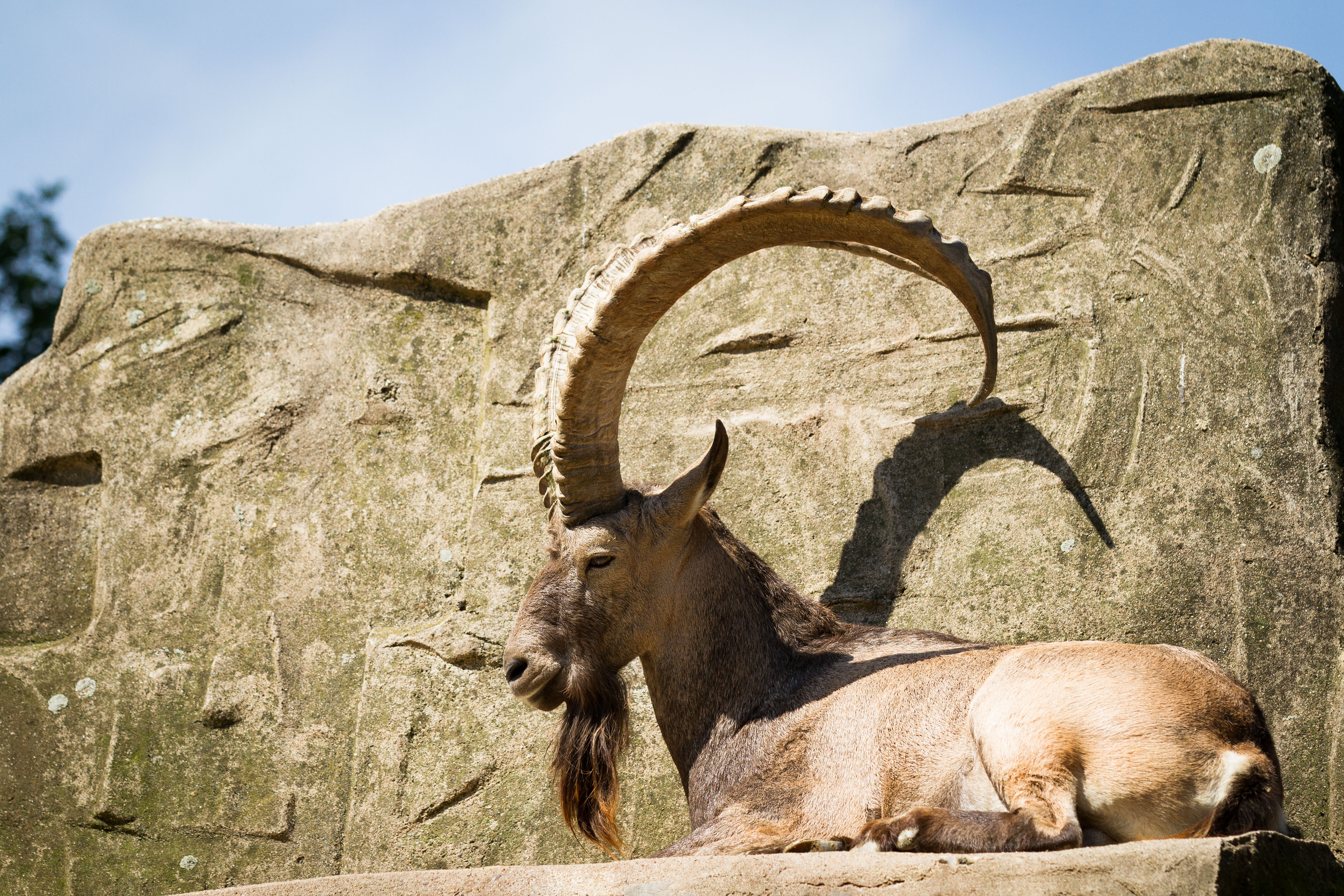 Free HD animal, alpine ibex