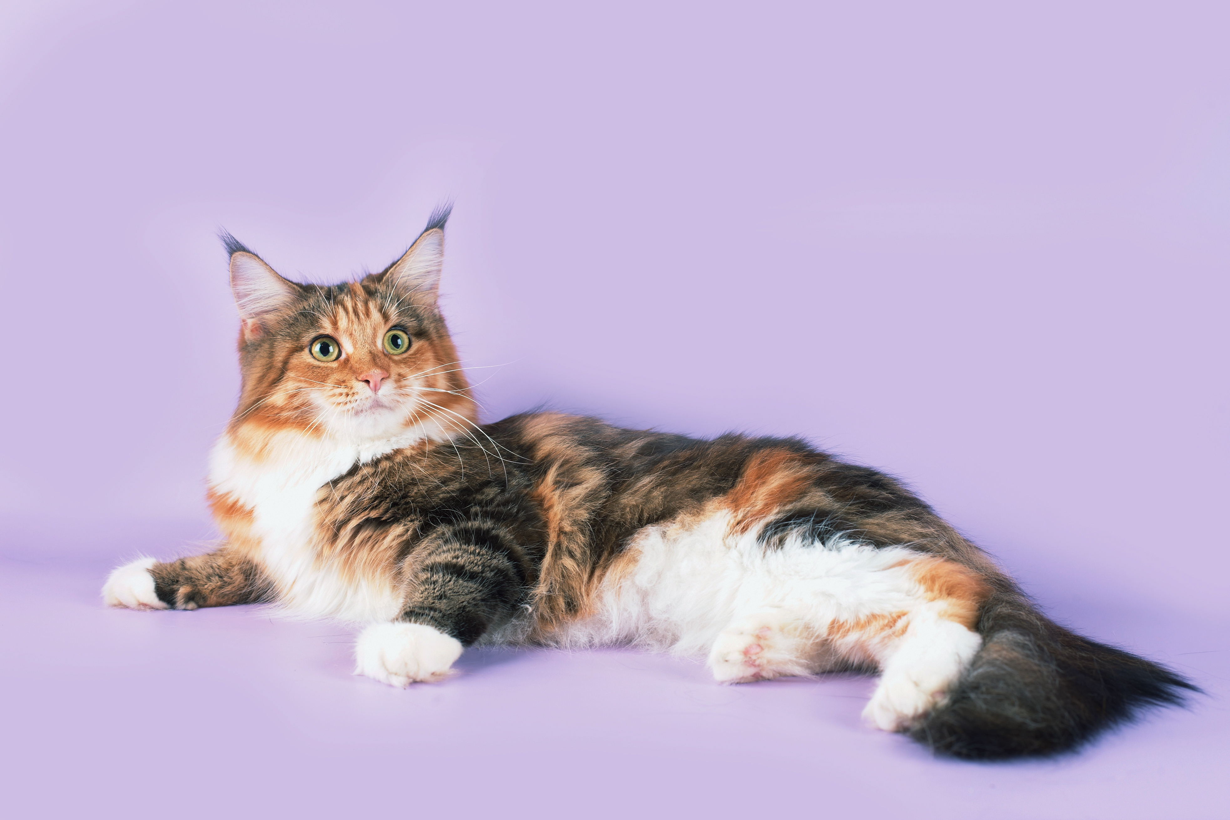 animals, cat, to lie down, lie, spotted, spotty, maine coon, maine wallpapers for tablet