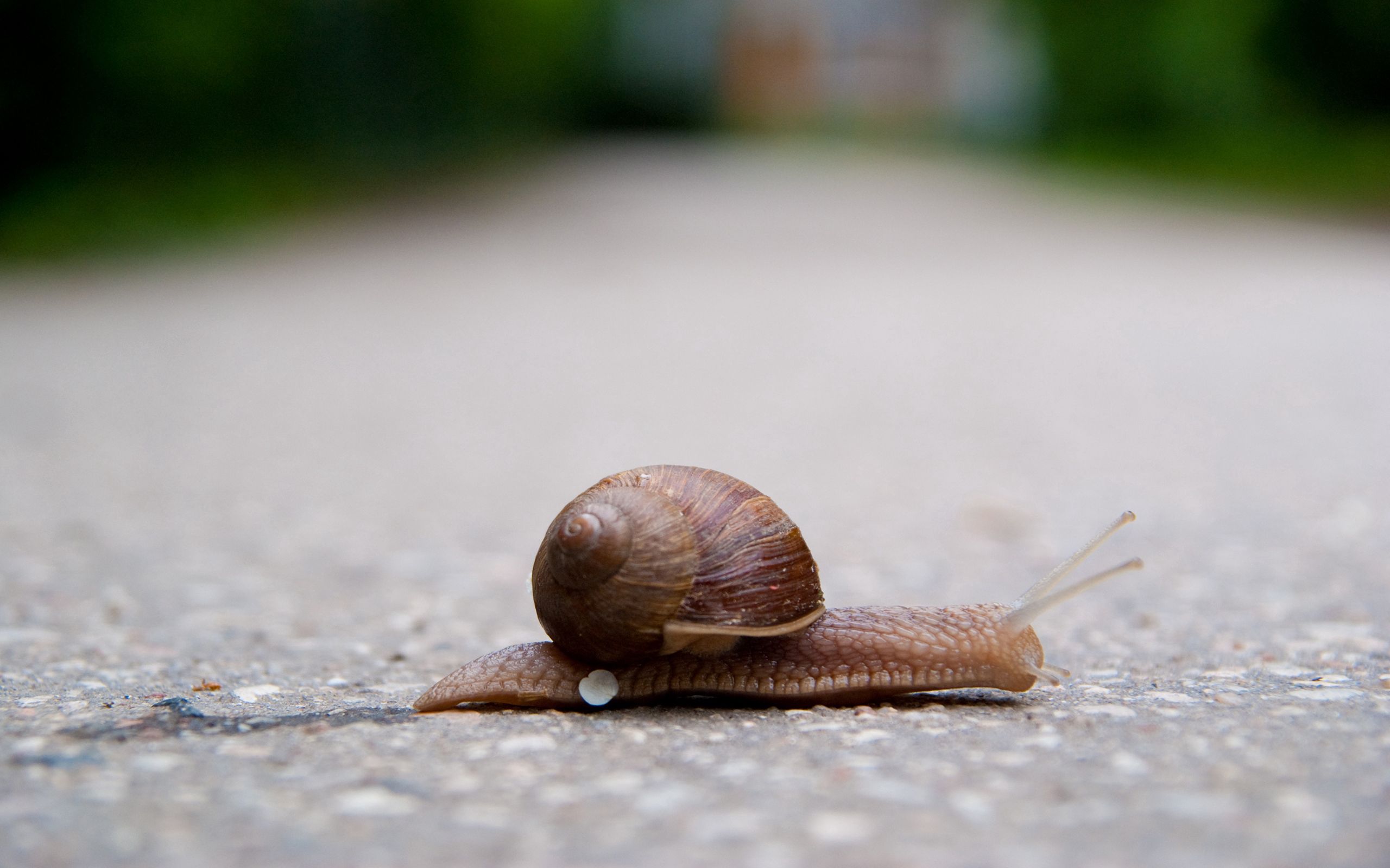 animals, road, crawl, snail, carapace, shell