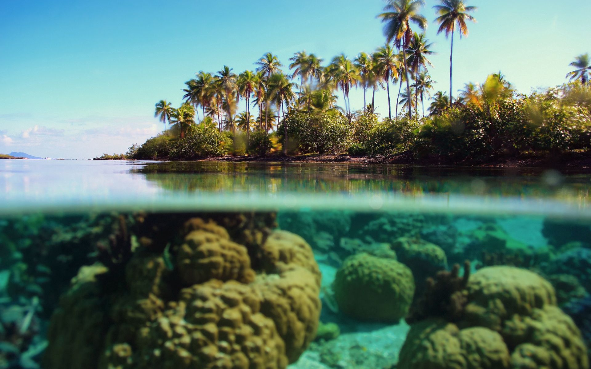 coral, nature, palms, island, reefs, under water, underwater, azure 5K