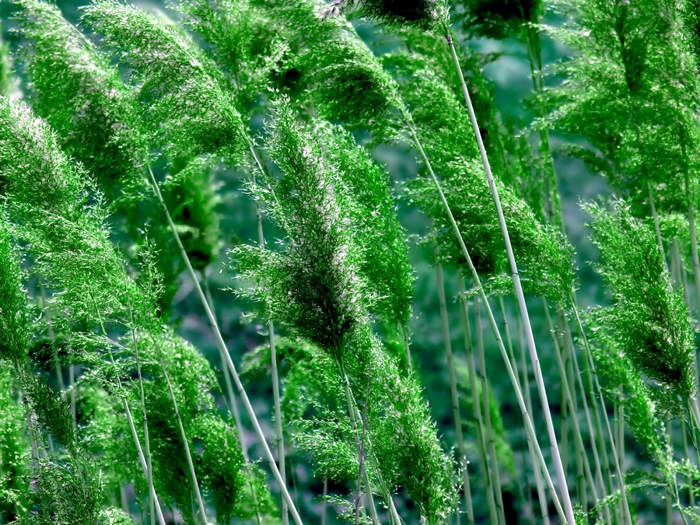Download mobile wallpaper Grass, Plants for free.
