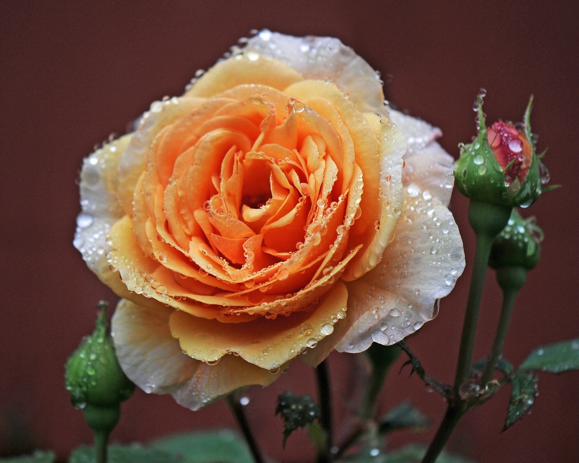 бутон розы фото в росе
