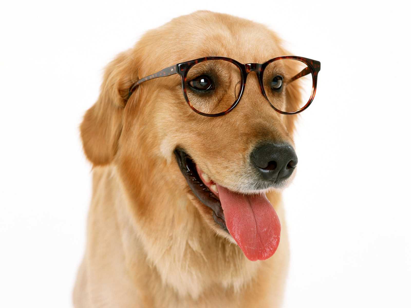 Собака в очках