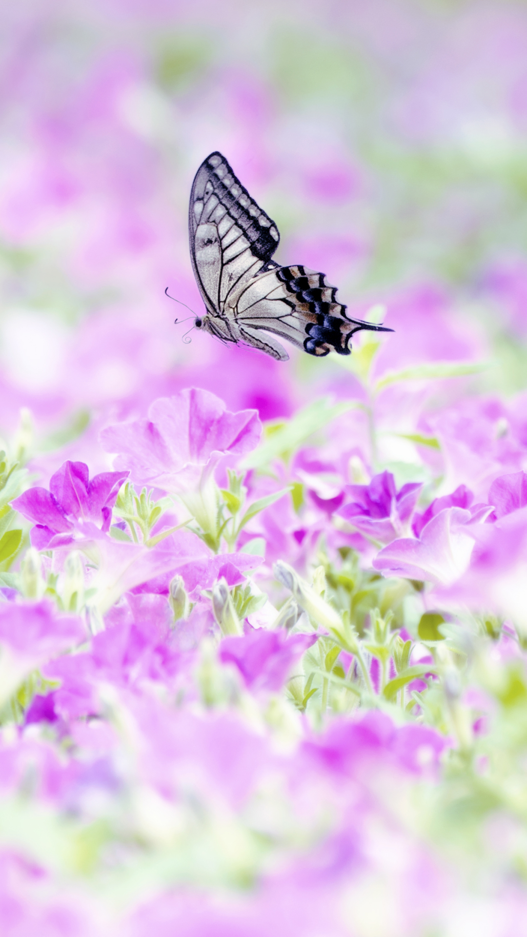 1355936 завантажити шпалери тварина, метелик, природа, квітка, петунія - заставки і картинки безкоштовно