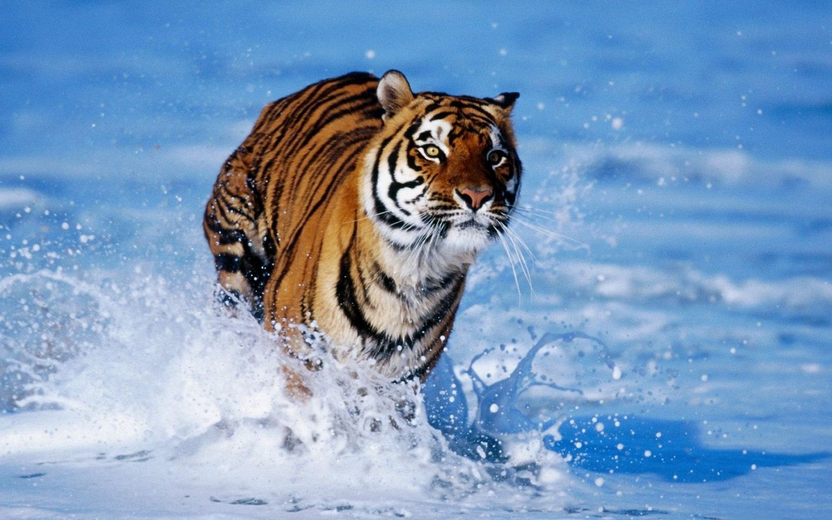 151983 télécharger le fond d'écran tigre, animaux, neige, mousse, écume, rebondir, sauter - économiseurs d'écran et images gratuitement