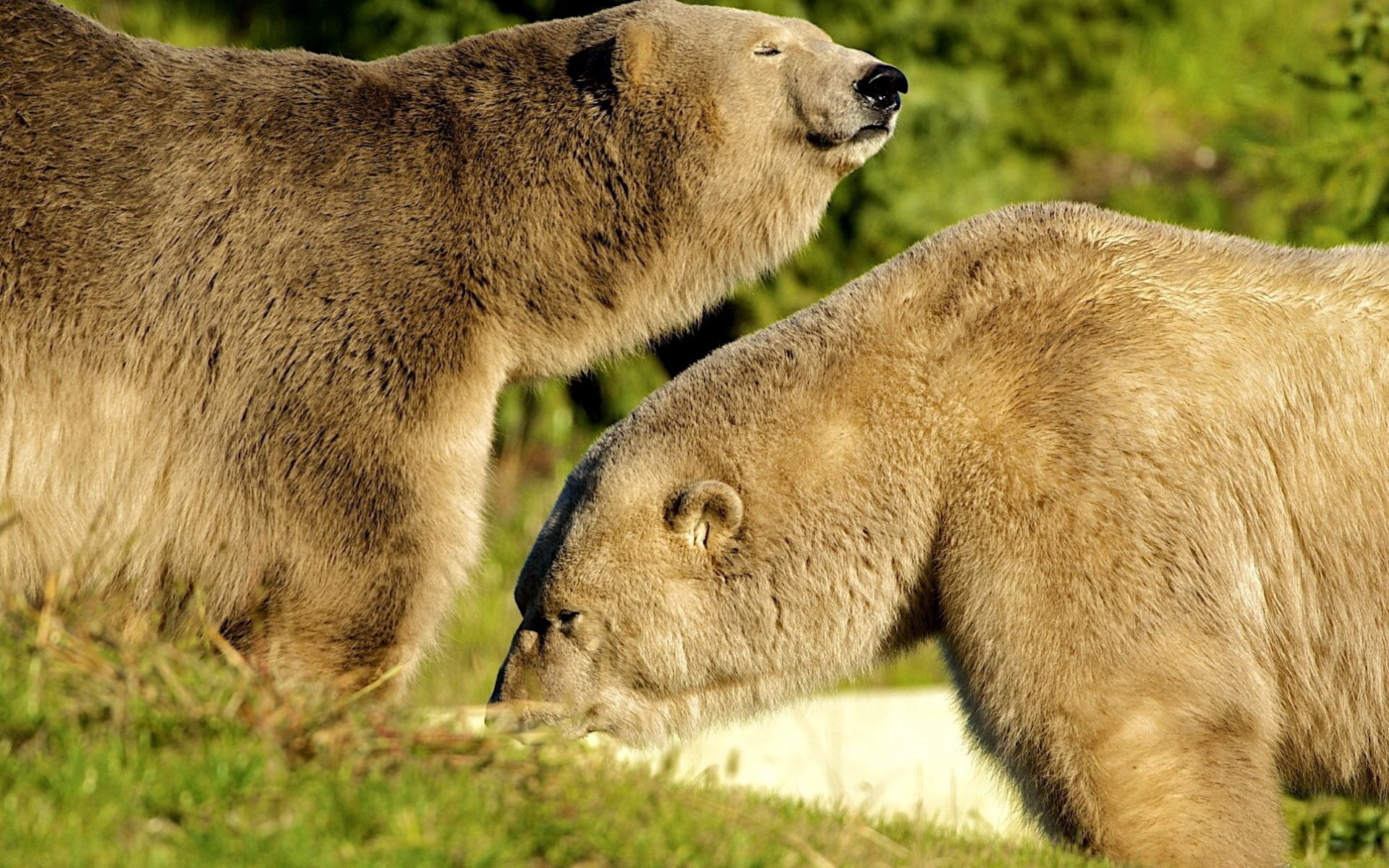 Download mobile wallpaper Grass, Stroll, Animals, Sunlight, Bears, Pair, Couple for free.