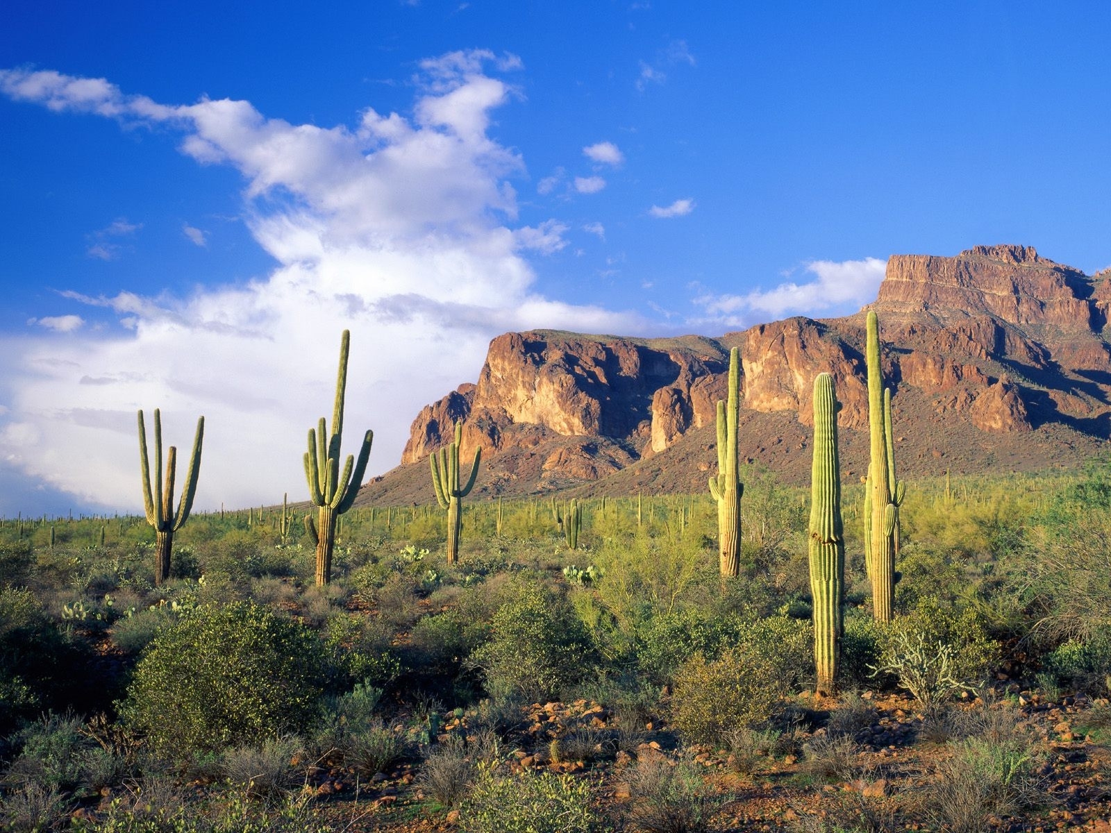 Download mobile wallpaper Cactuses, Landscape, Mountains for free.