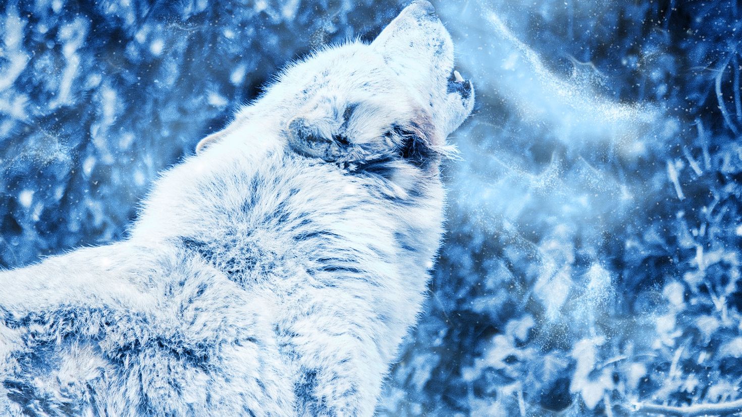 Волк Снежная буря