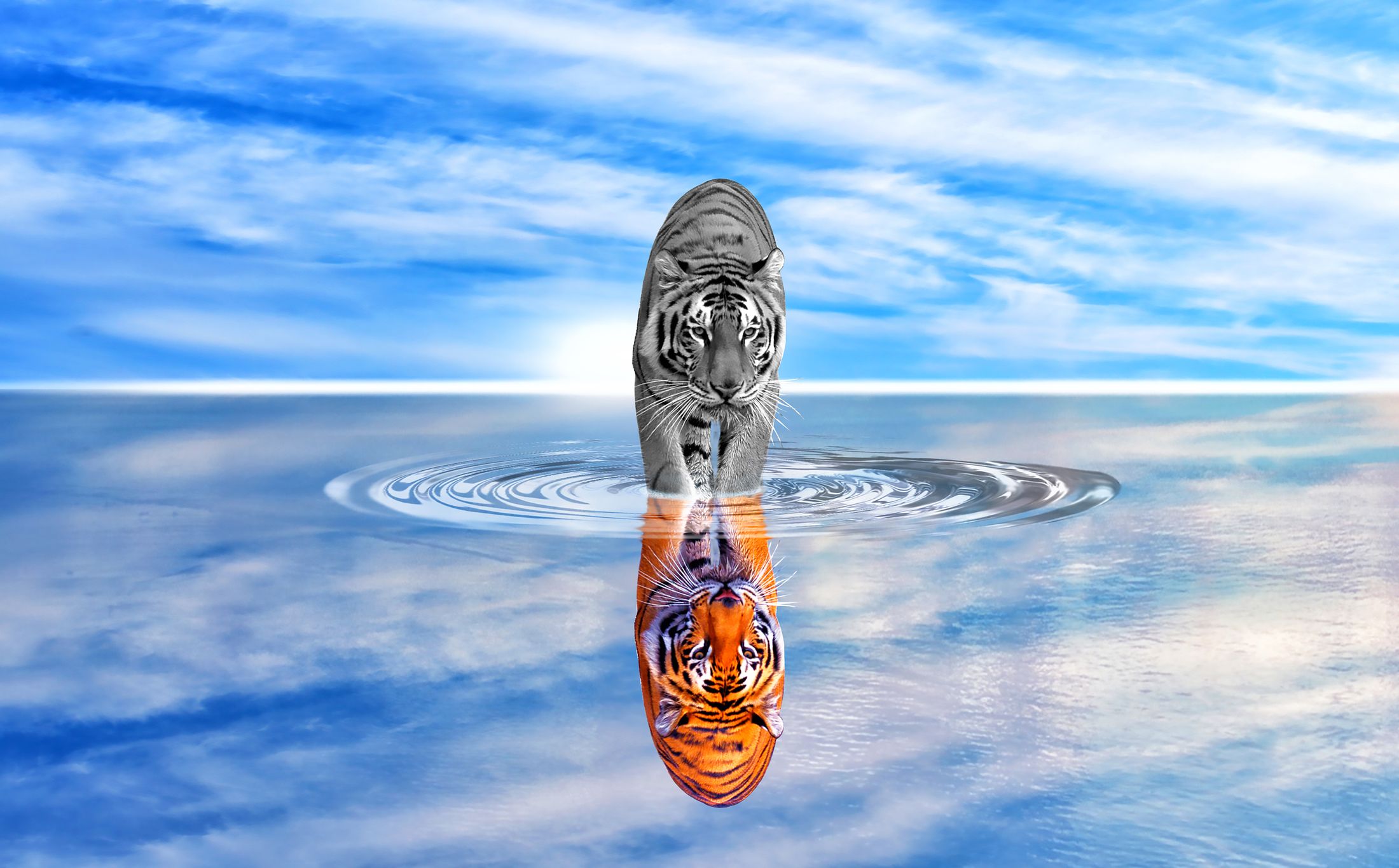 Водяной тигр