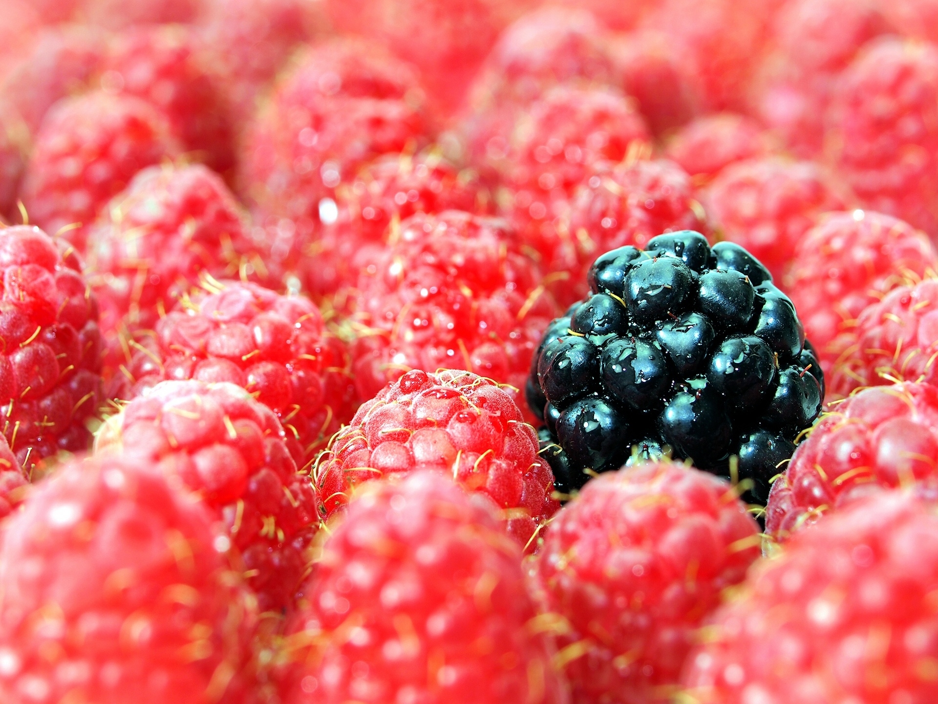 Laden Sie das Lebensmittel, Himbeere, Berries, Blackberry, Makro-Bild kostenlos auf Ihren PC-Desktop herunter