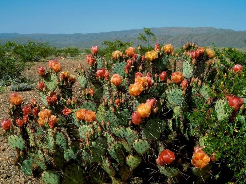 landscape, cactuses 8K