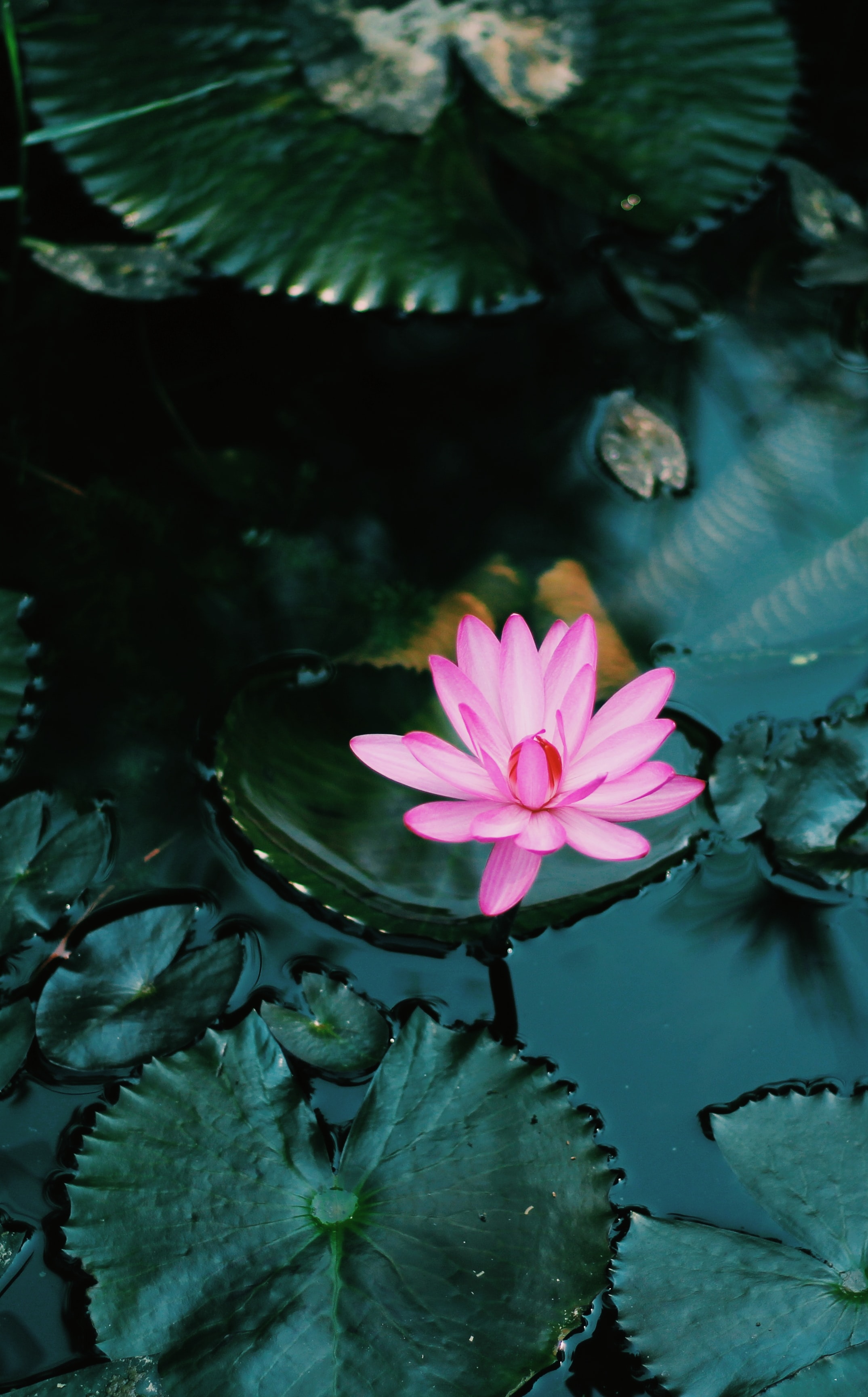 lotus, water, flowers, pink, flower, plant Smartphone Background