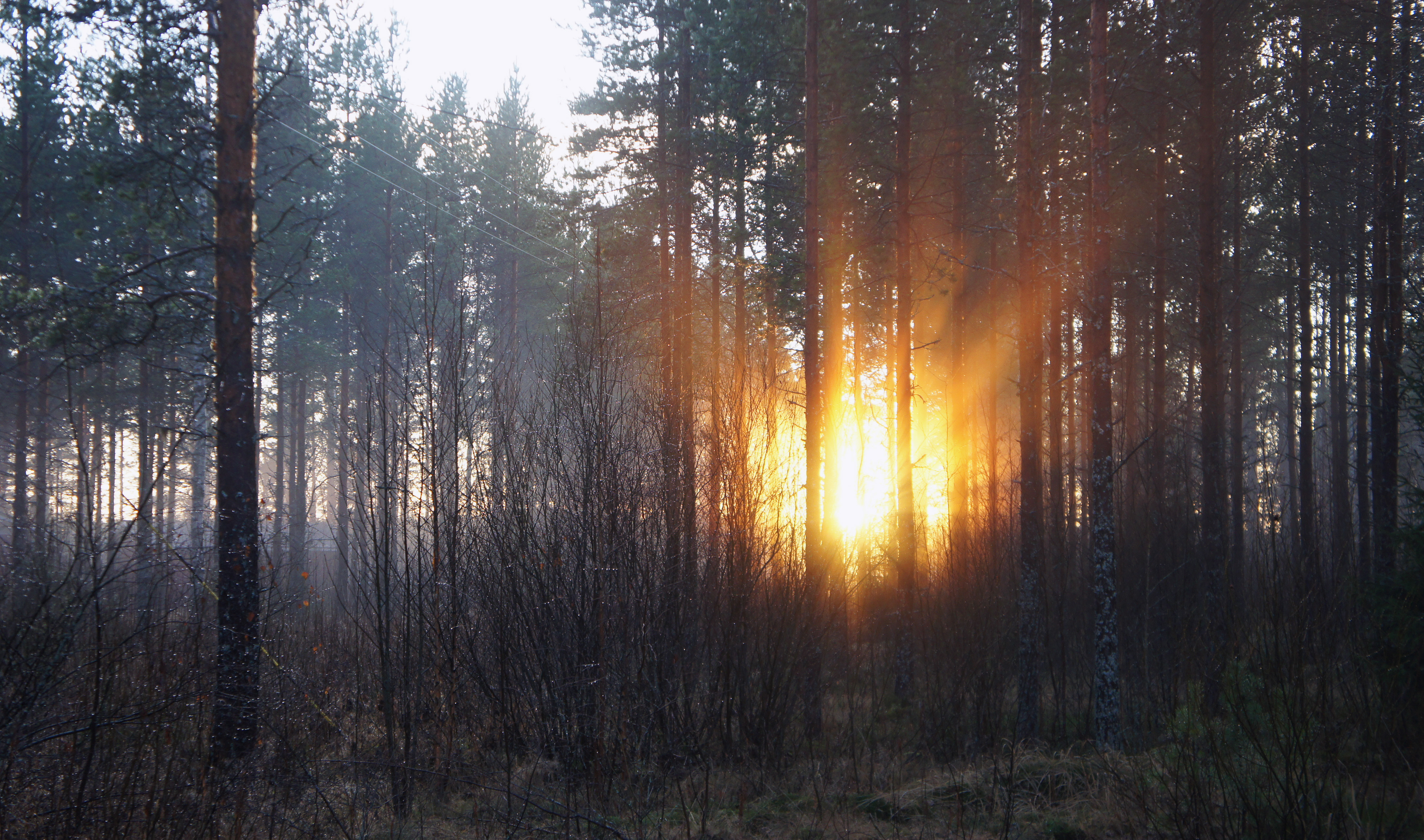 無料モバイル壁紙森林, 森, 自然, 木, 秋, 夜明けをダウンロードします。
