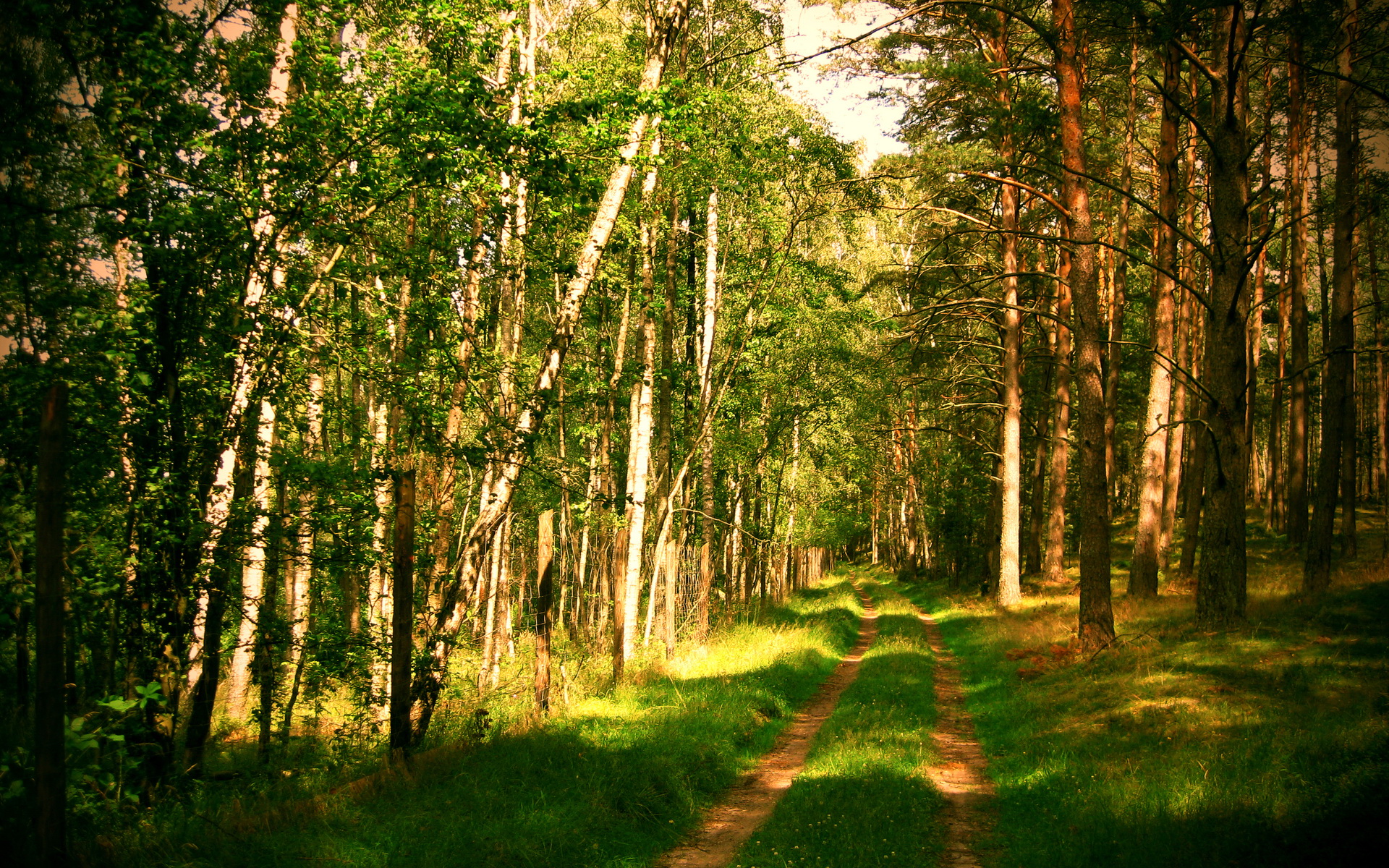 картинки лес природа лето
