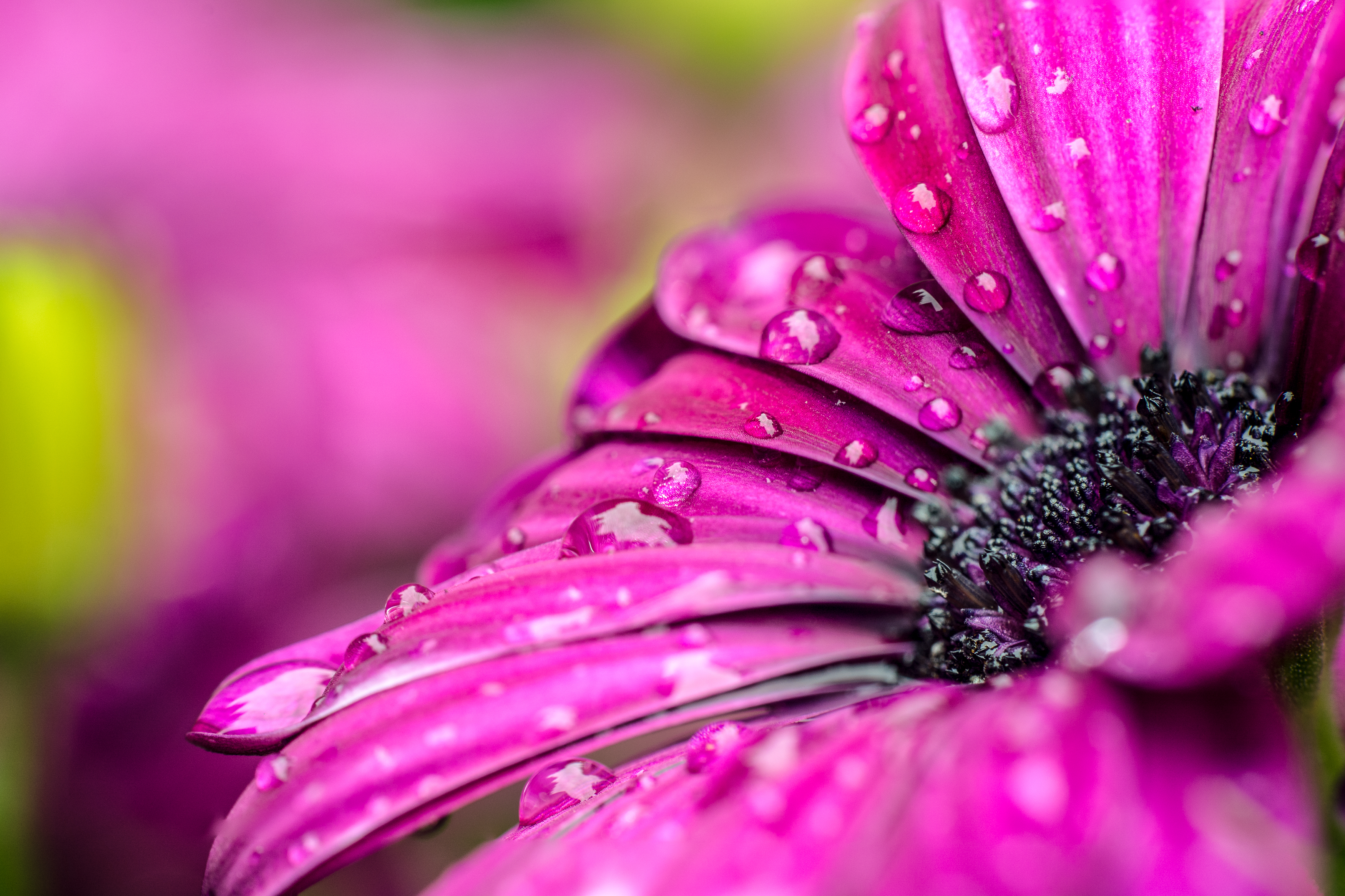 Laden Sie das Blumen, Drops, Blütenblätter, Lila, Tau-Bild kostenlos auf Ihren PC-Desktop herunter