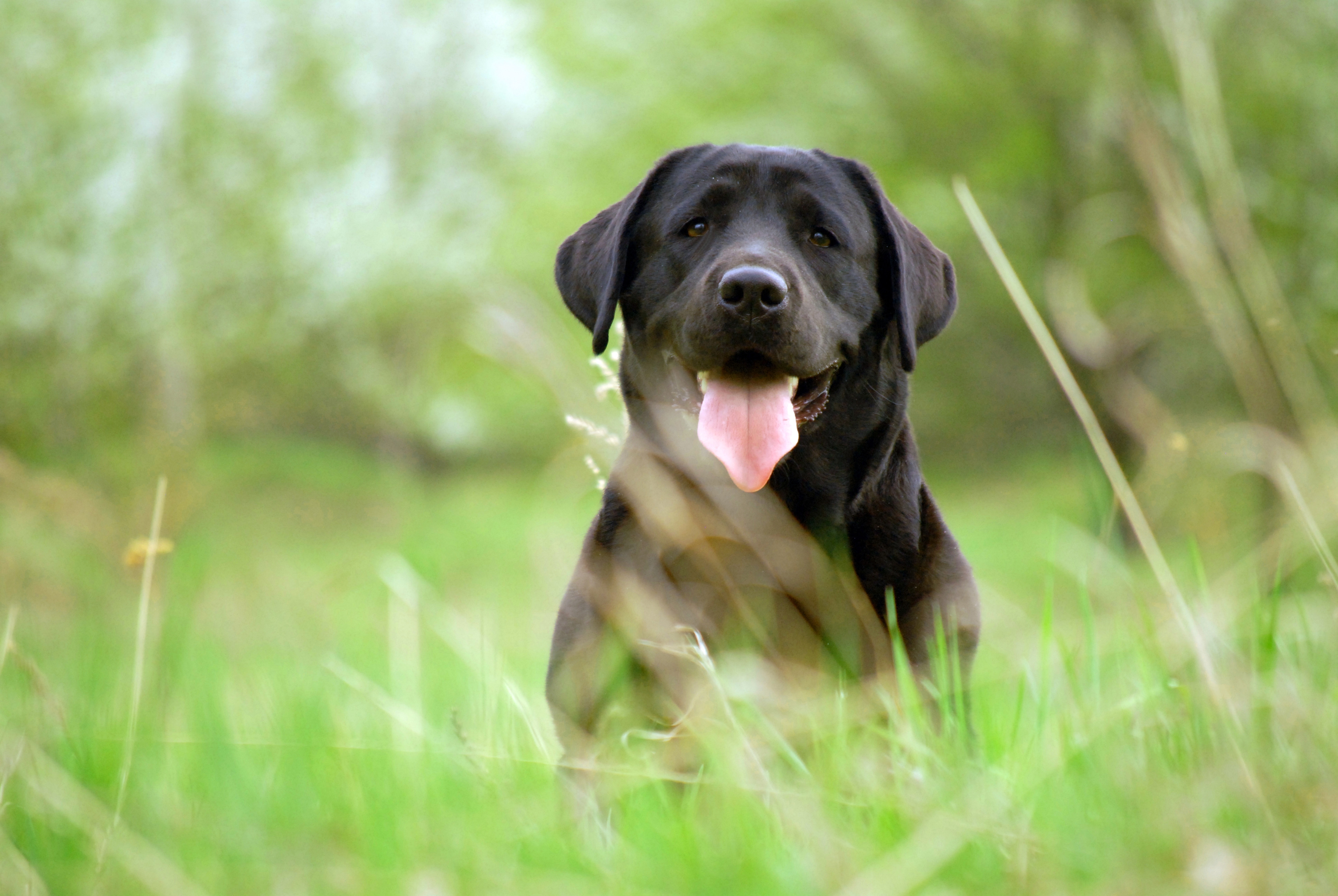 Handy-Wallpaper Hund, Schnauze, Retriever, Tiere, Grass kostenlos herunterladen.
