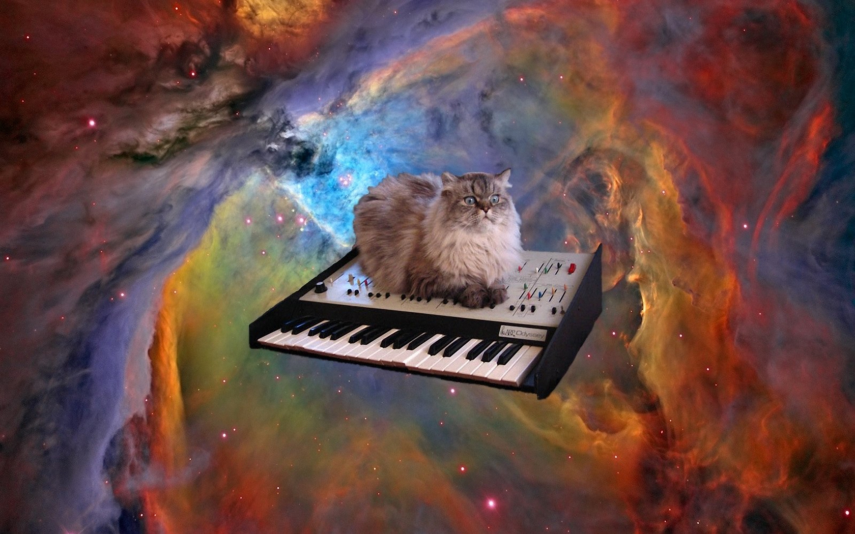 Музыкальный кот
