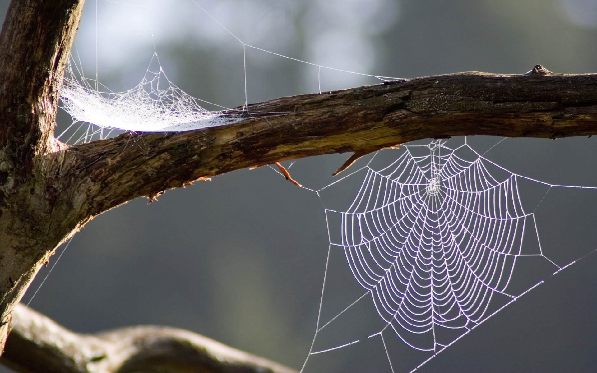 photography, spider web