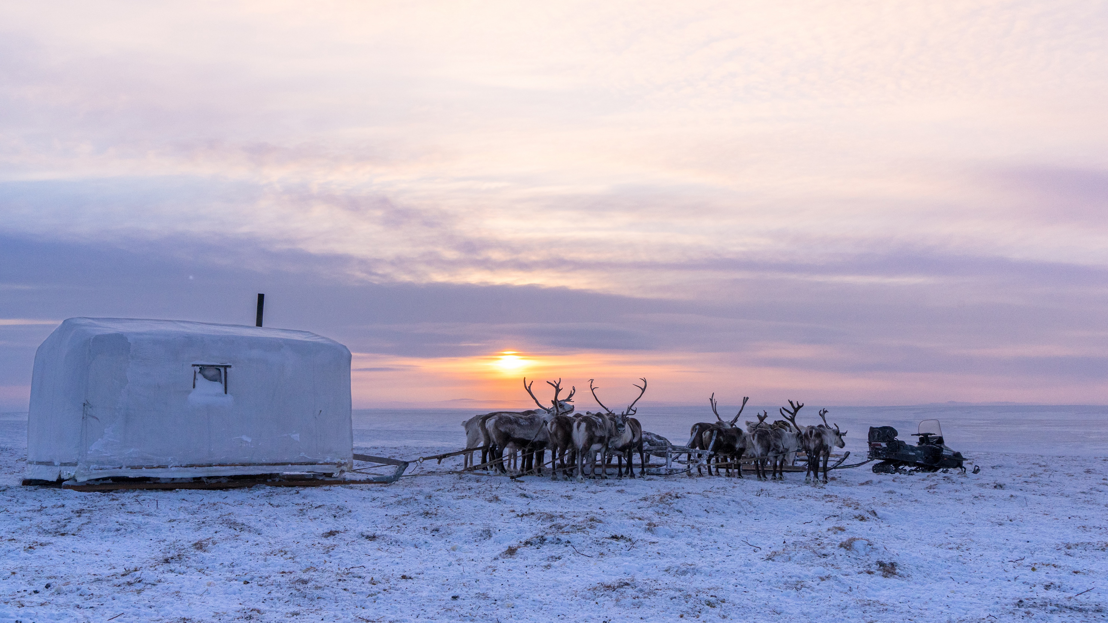 Download mobile wallpaper Winter, Snow, Animal, Deer, Sleigh, Reindeer for free.