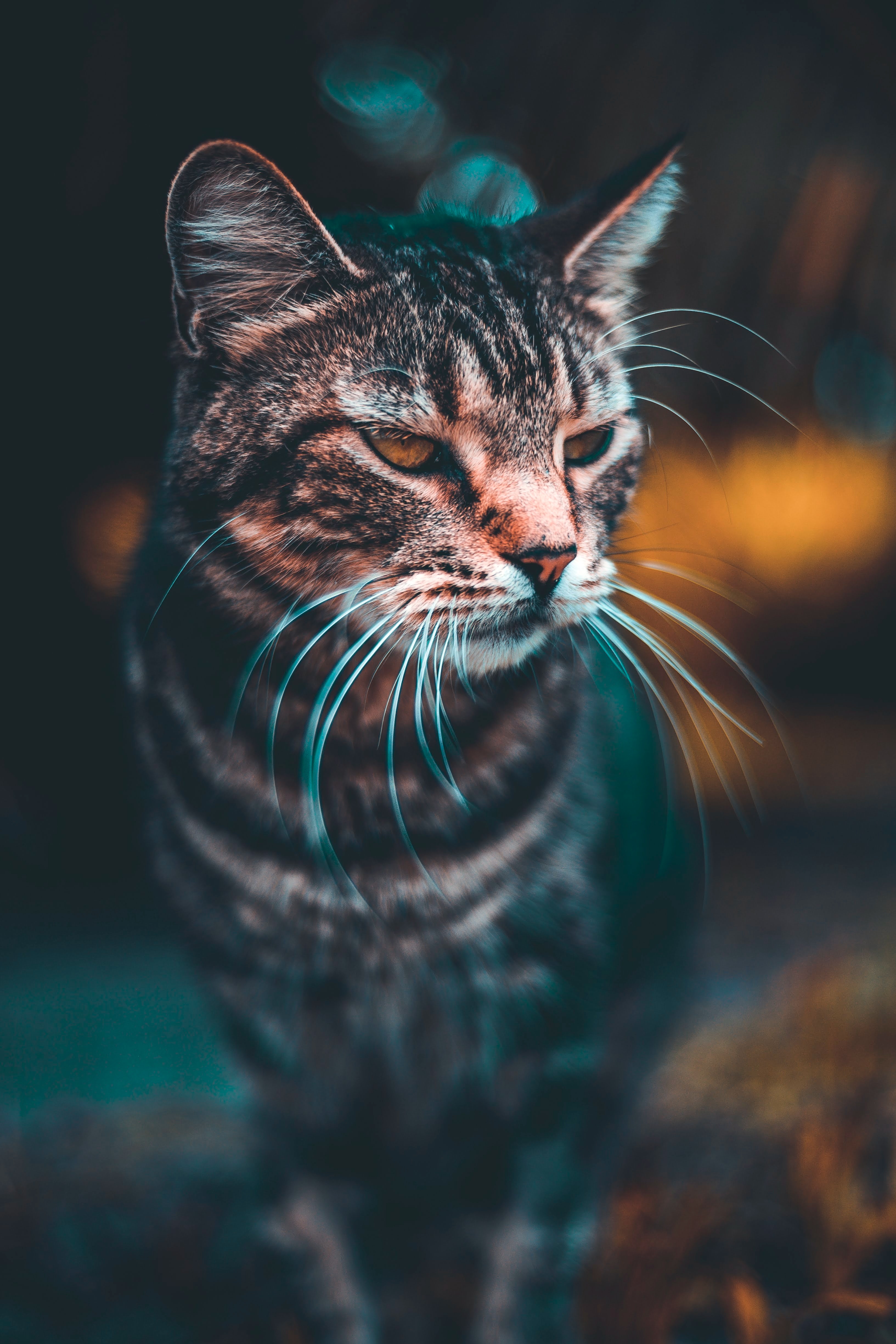 vertical wallpaper cat, blur, animals, muzzle, smooth, sight, opinion