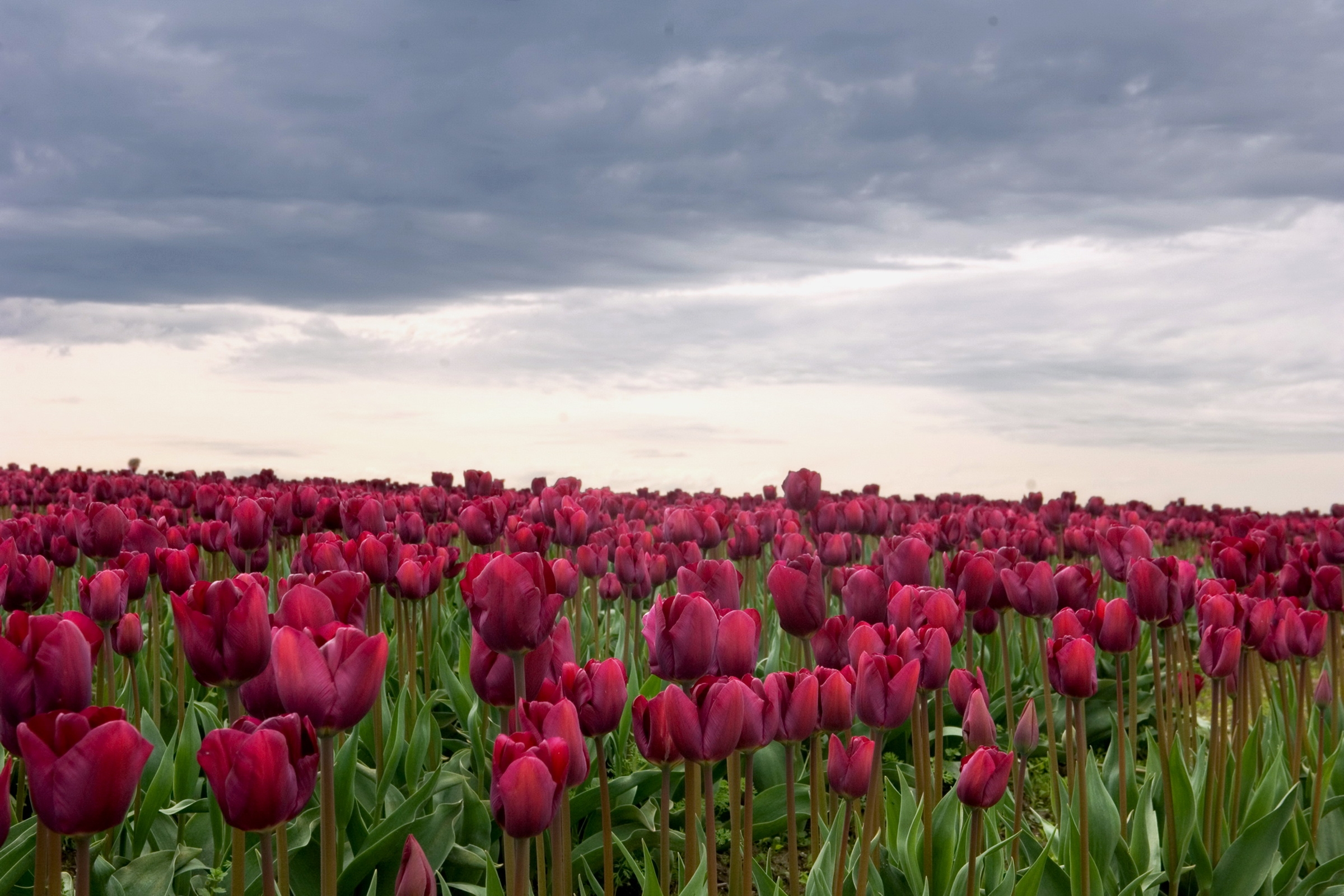flowers, field, tulips, clouds, overcast, mainly cloudy HD wallpaper