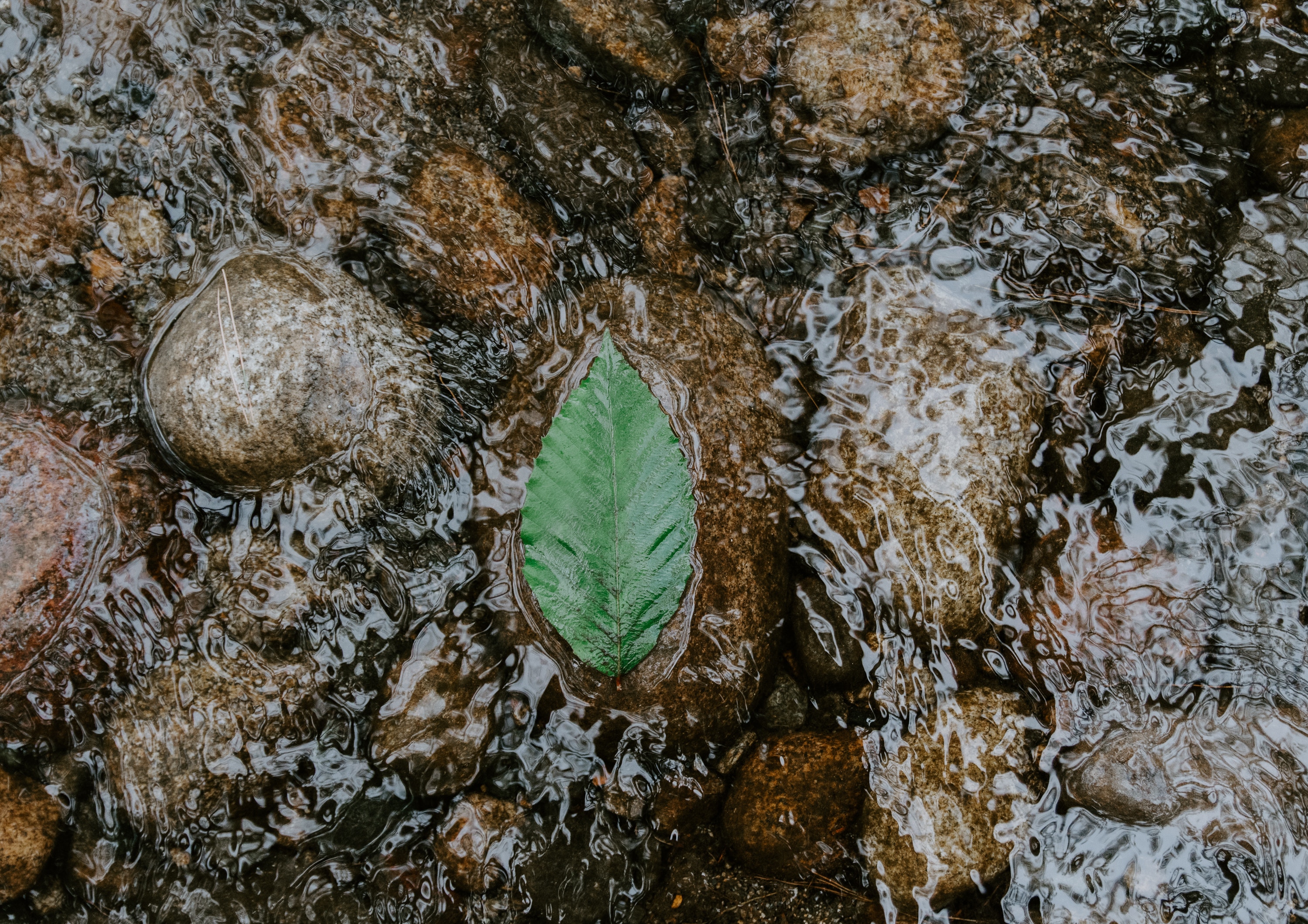 Download background water, stones, macro, sheet, leaf, flow