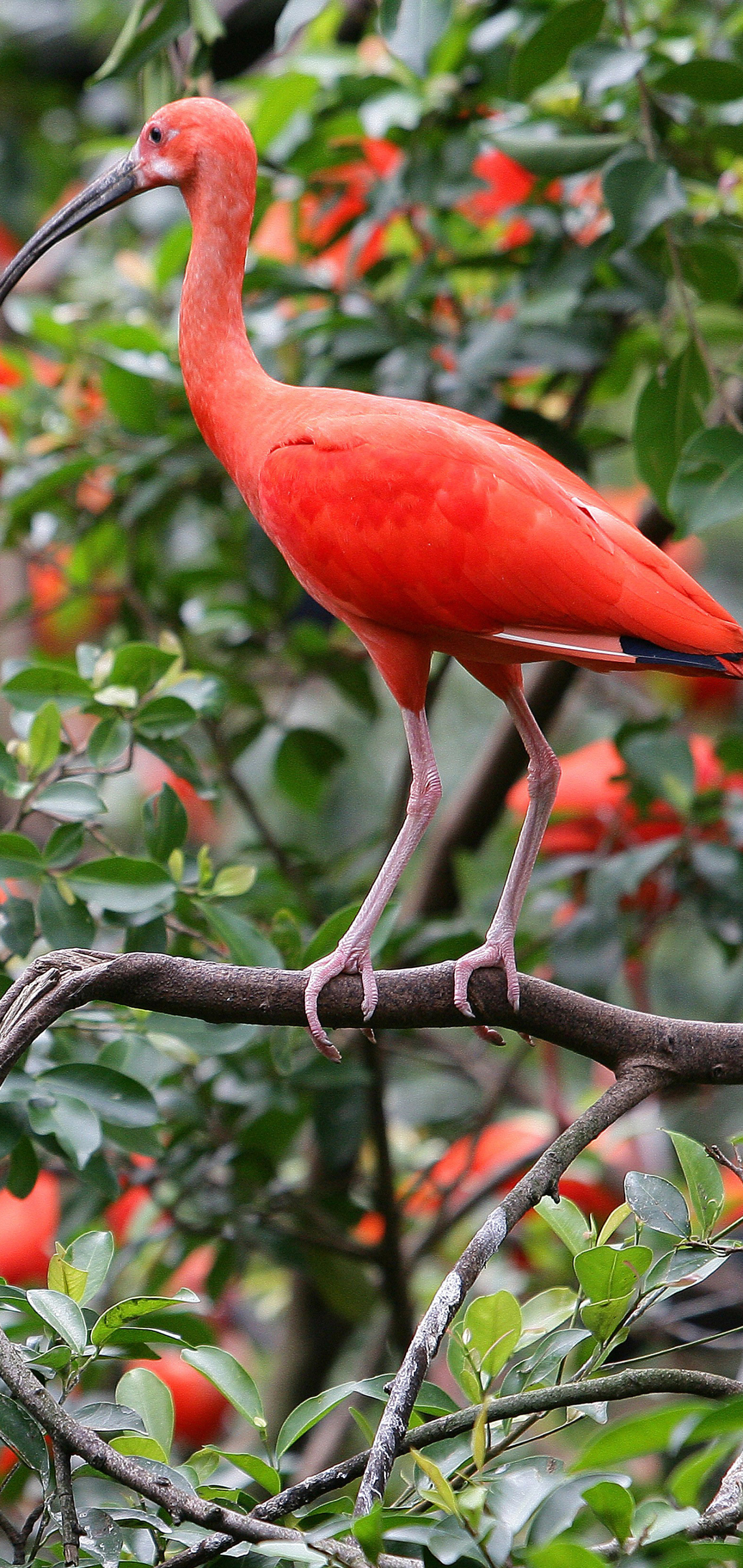 Красноногий Ибис. Красный Ибис Галапагосские острова. Красный Ибис птица. Листва Ибис. 47 8646660 88 1158534