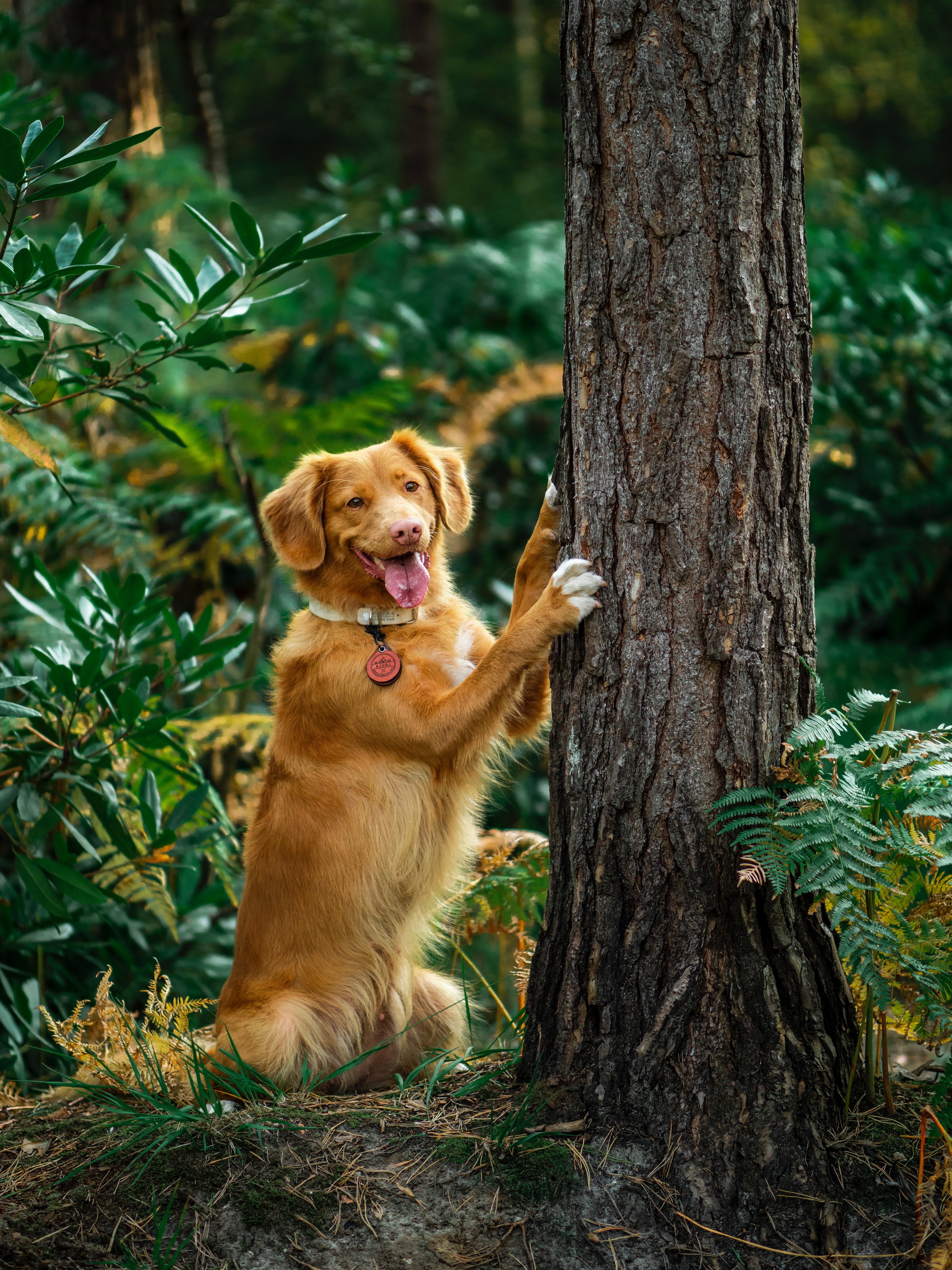 funny, animals, wood, tree, dog, protruding tongue, tongue stuck out, retriever 2160p