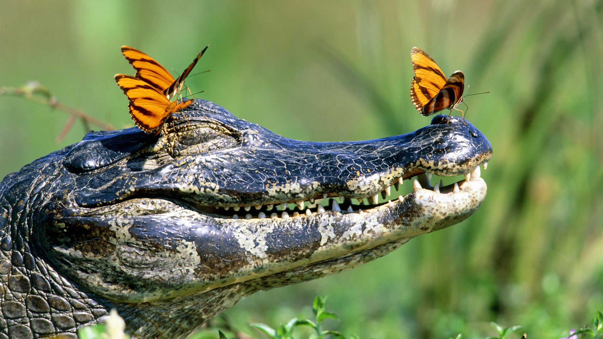 200781 Bild herunterladen tiere, krokodil, schmetterlinge, mund, zähne, reptilien - Hintergrundbilder und Bildschirmschoner kostenlos