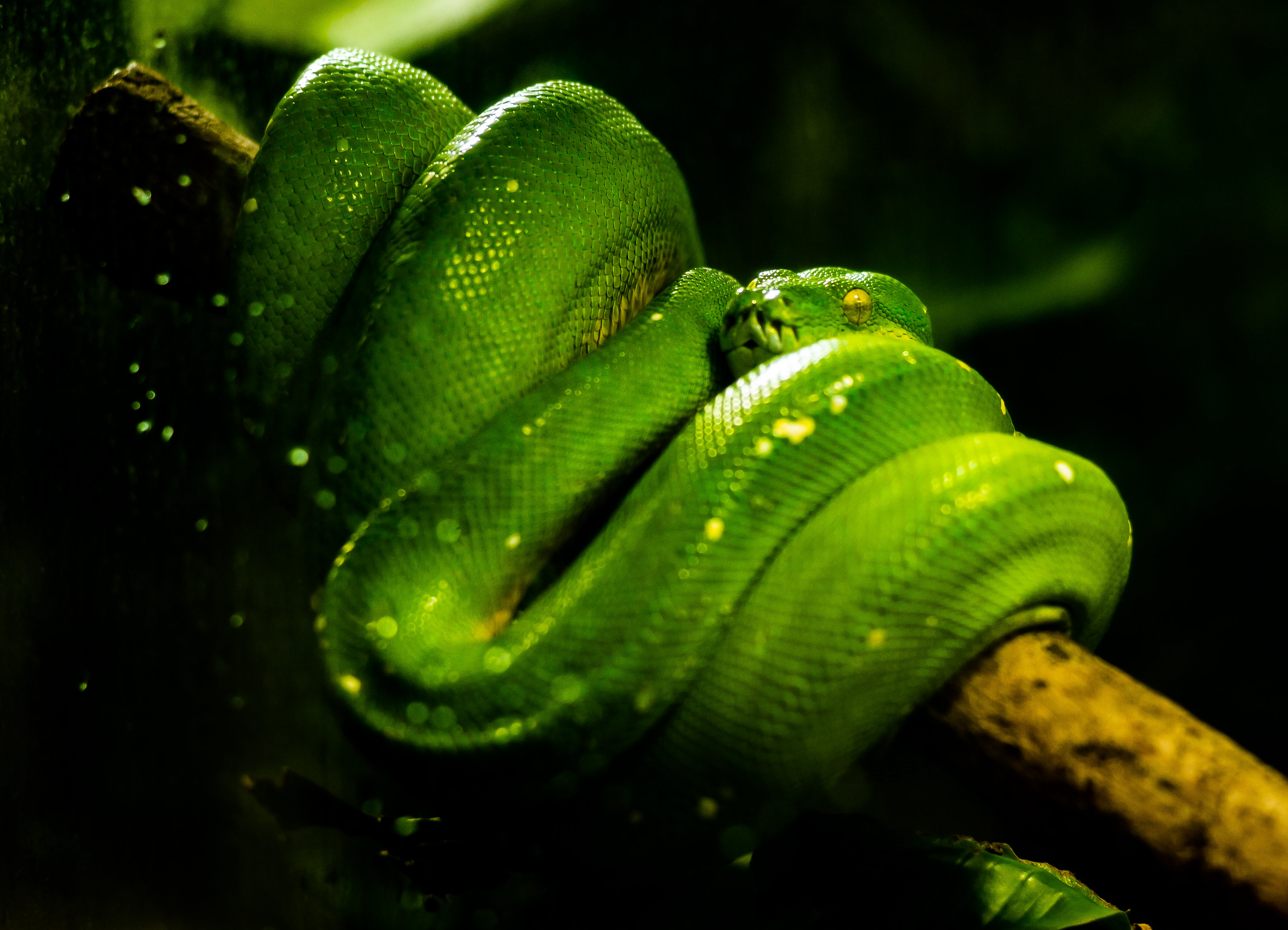 Descarga gratuita de fondo de pantalla para móvil de Reptil, Animales, Serpiente.