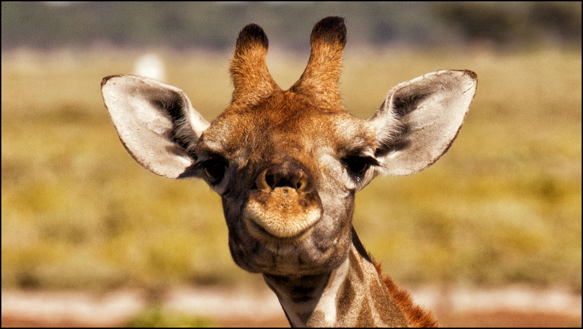 Уши жирафа