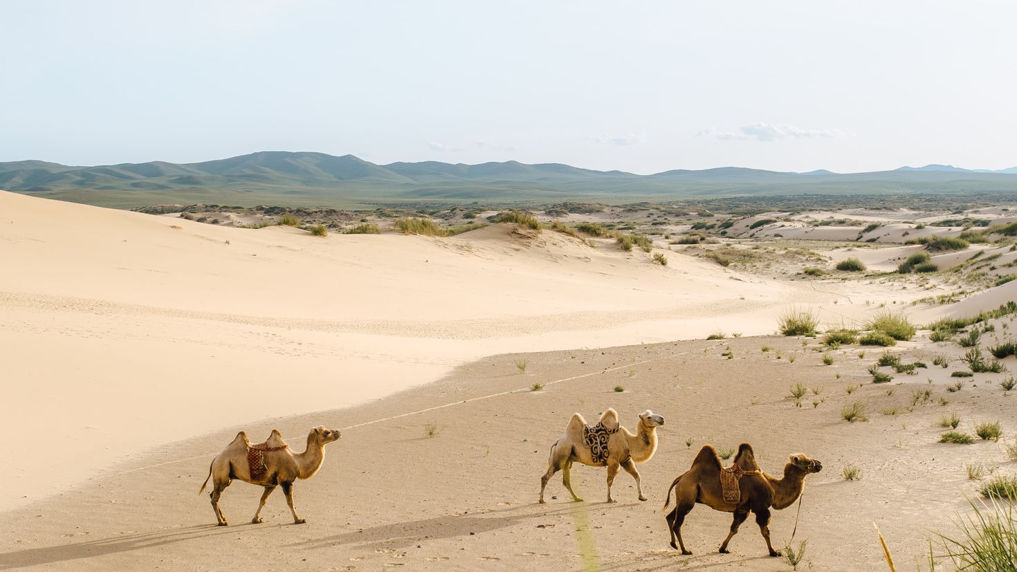 Оазис животные. Пустыня Каракум Оазис. Пустыня Кызылкум Узбекистан Верблюды. Небит Даг верблюд. Лошадь пустыни Кызылкум.